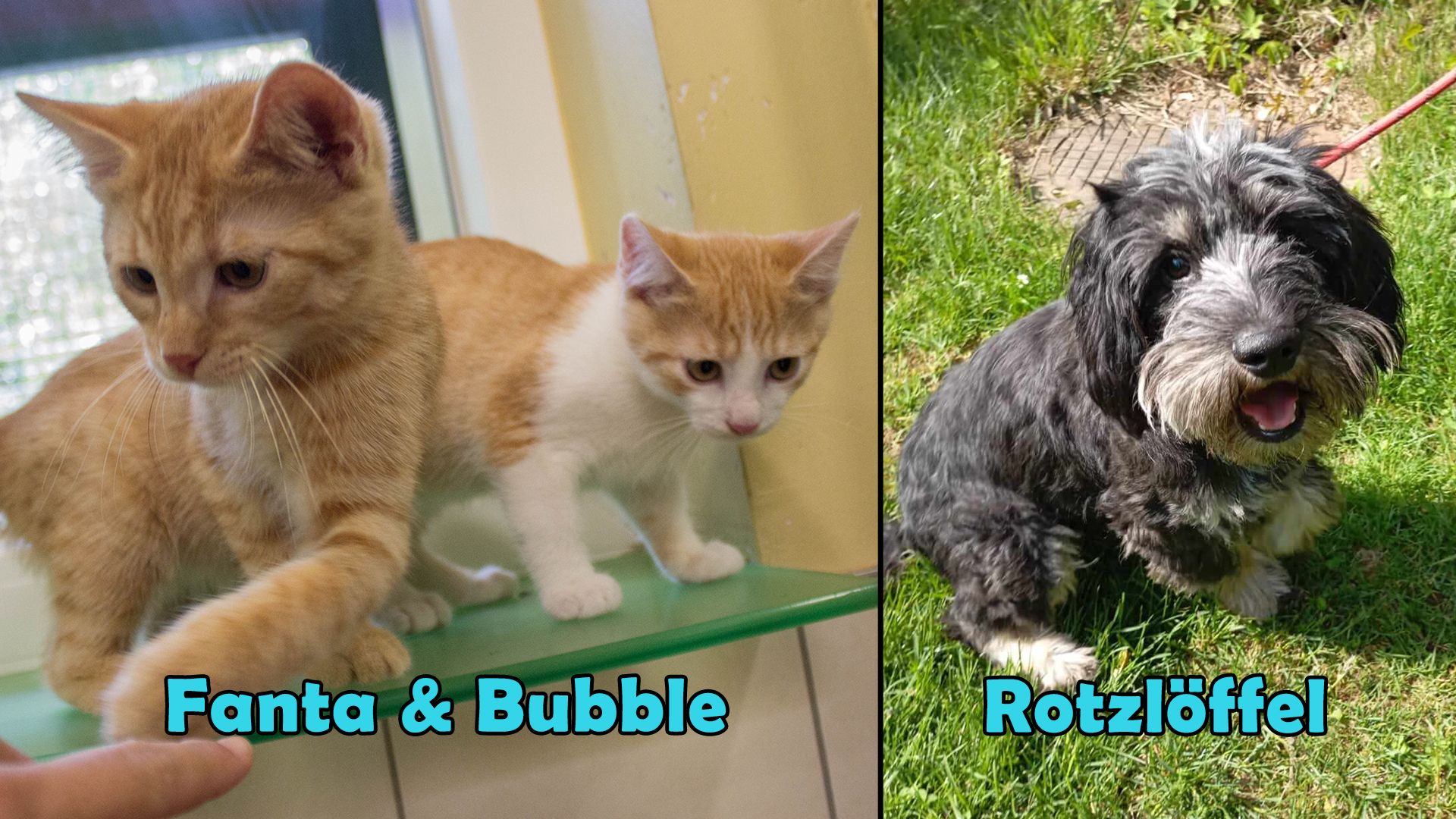 Gleich drei lustigste Schützlinge warten auf ihren großen Auszug aus dem Tierheim.