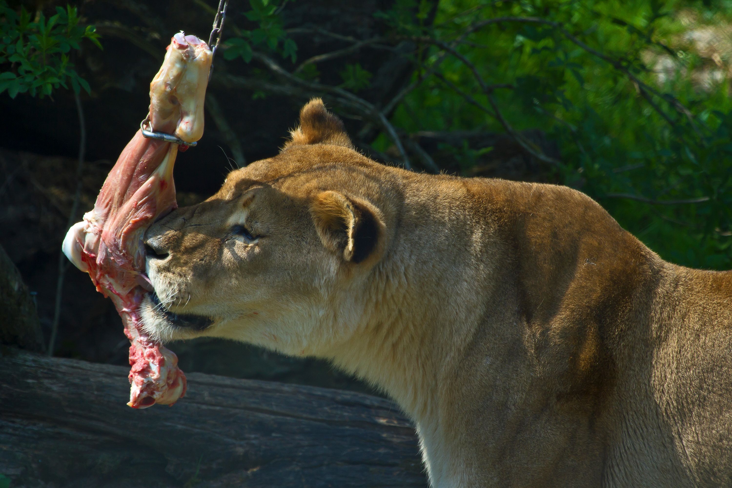 In einem Zoo in Dänemark werden gespendete Haustiere an Raubtiere verfüttert. Symbolbild. 
