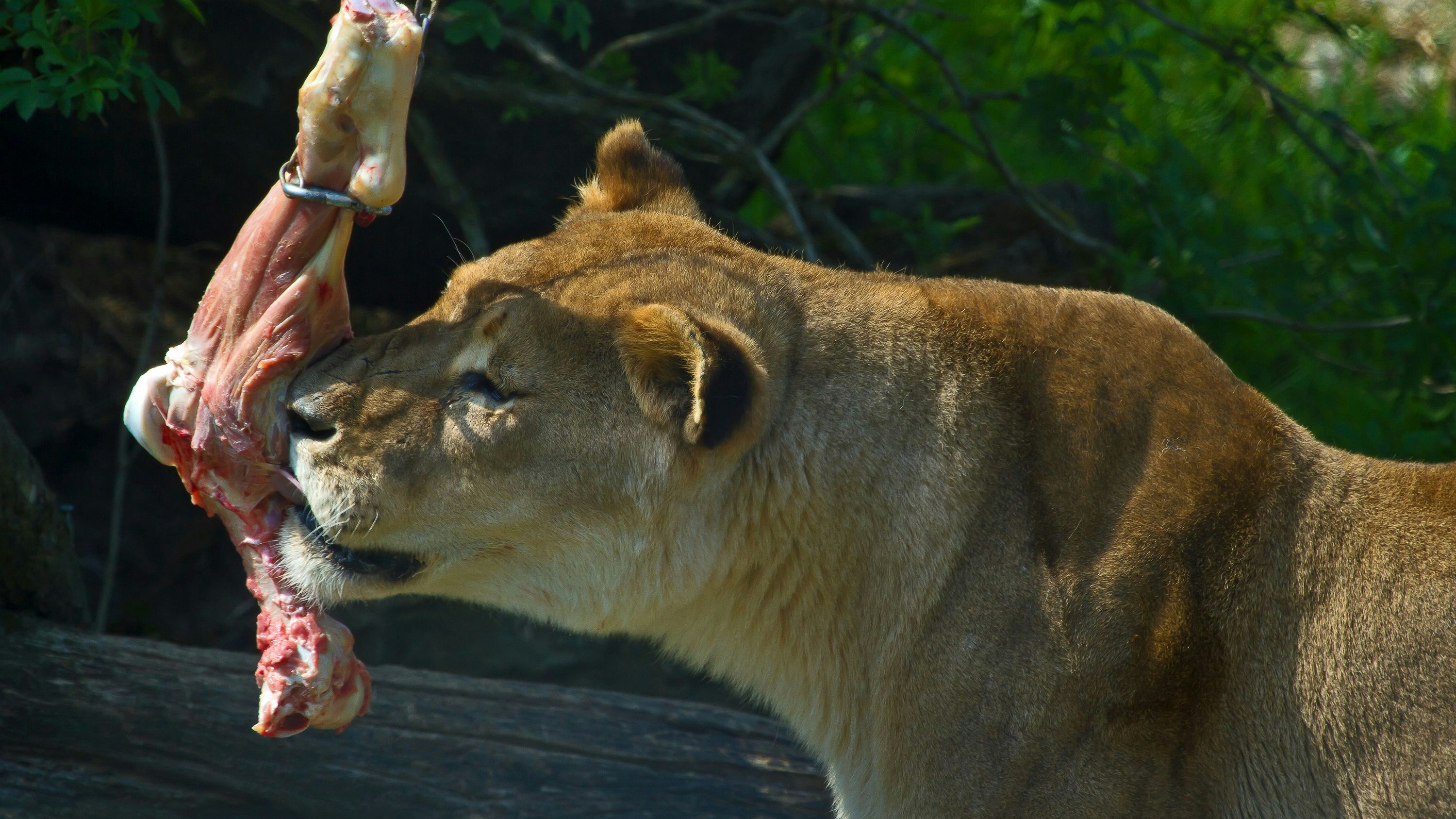 Heute.at - Haustiere an Löwen verfüttert – jetzt spricht der Zoo