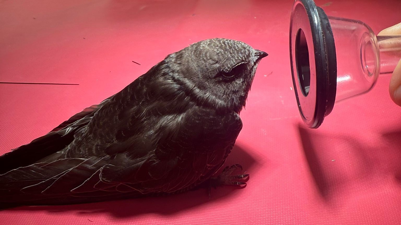 Ein verletzter Mauersegler vor seiner Operation.