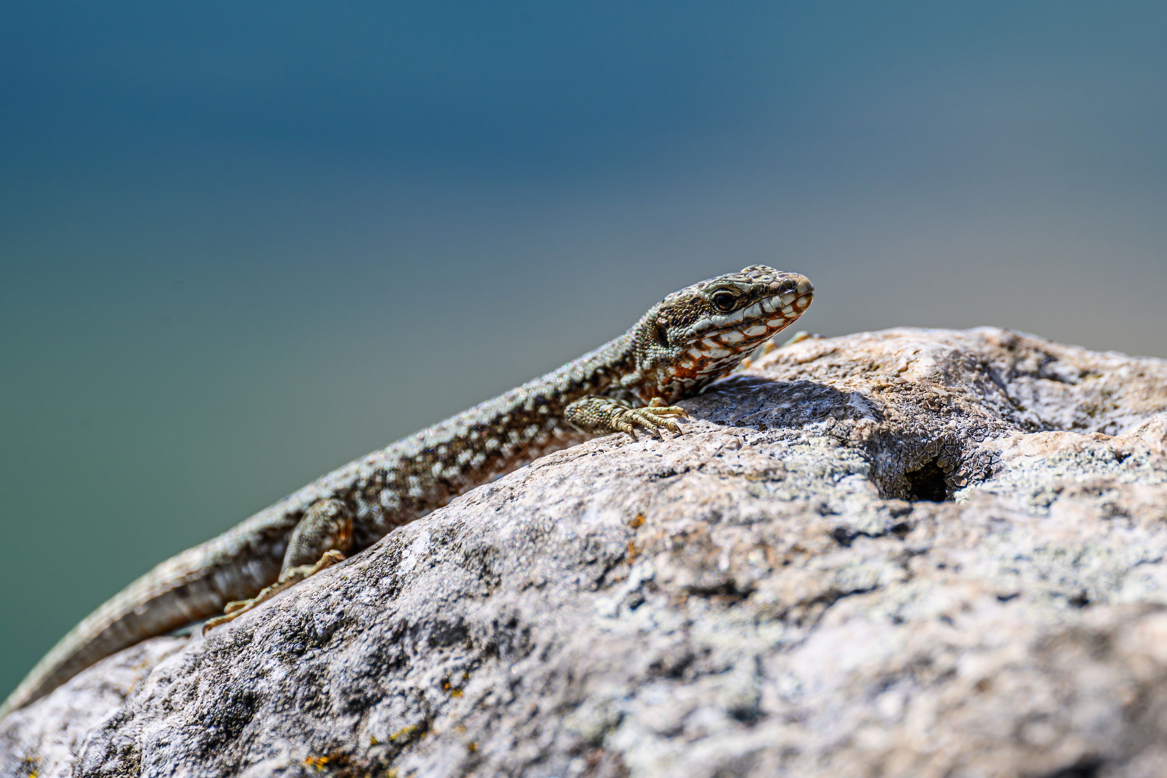 Die sogenannte Bergeidechse beim Sonnenbaden.