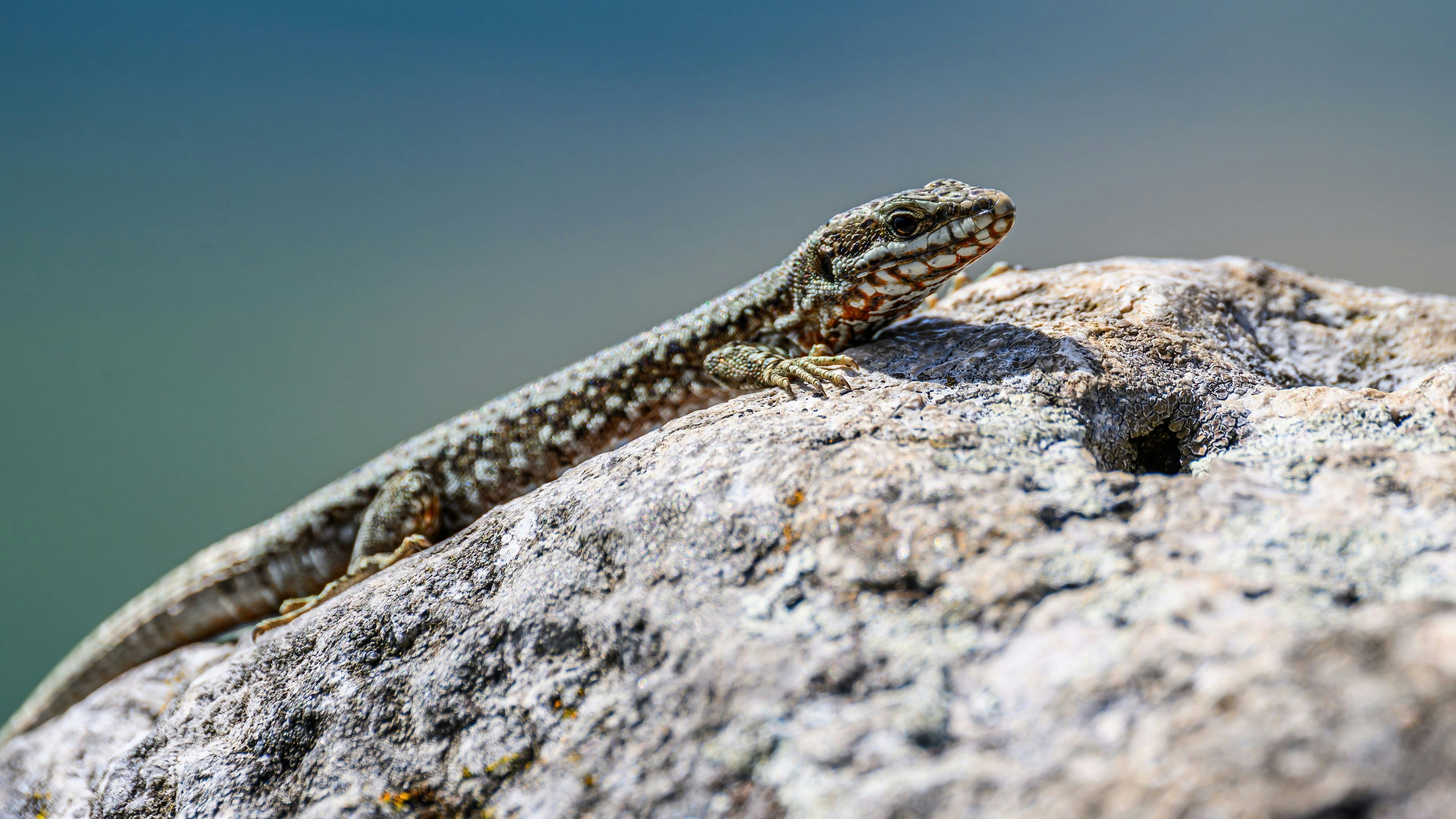 Heute.at - Weißt du alles über unsere fünf Eidechsen?