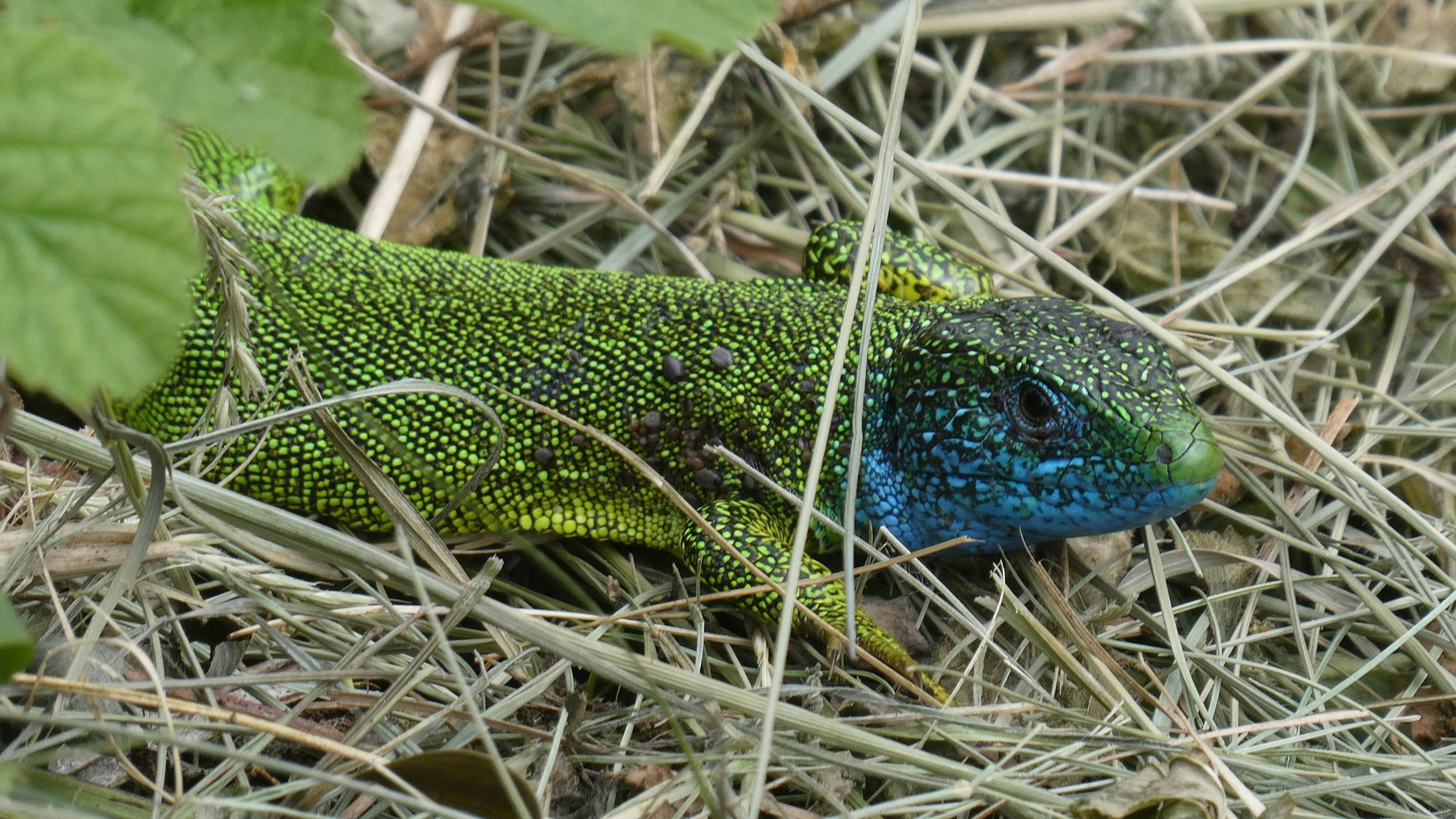Die Smaragdeidechse ist besonders schimmernd. 