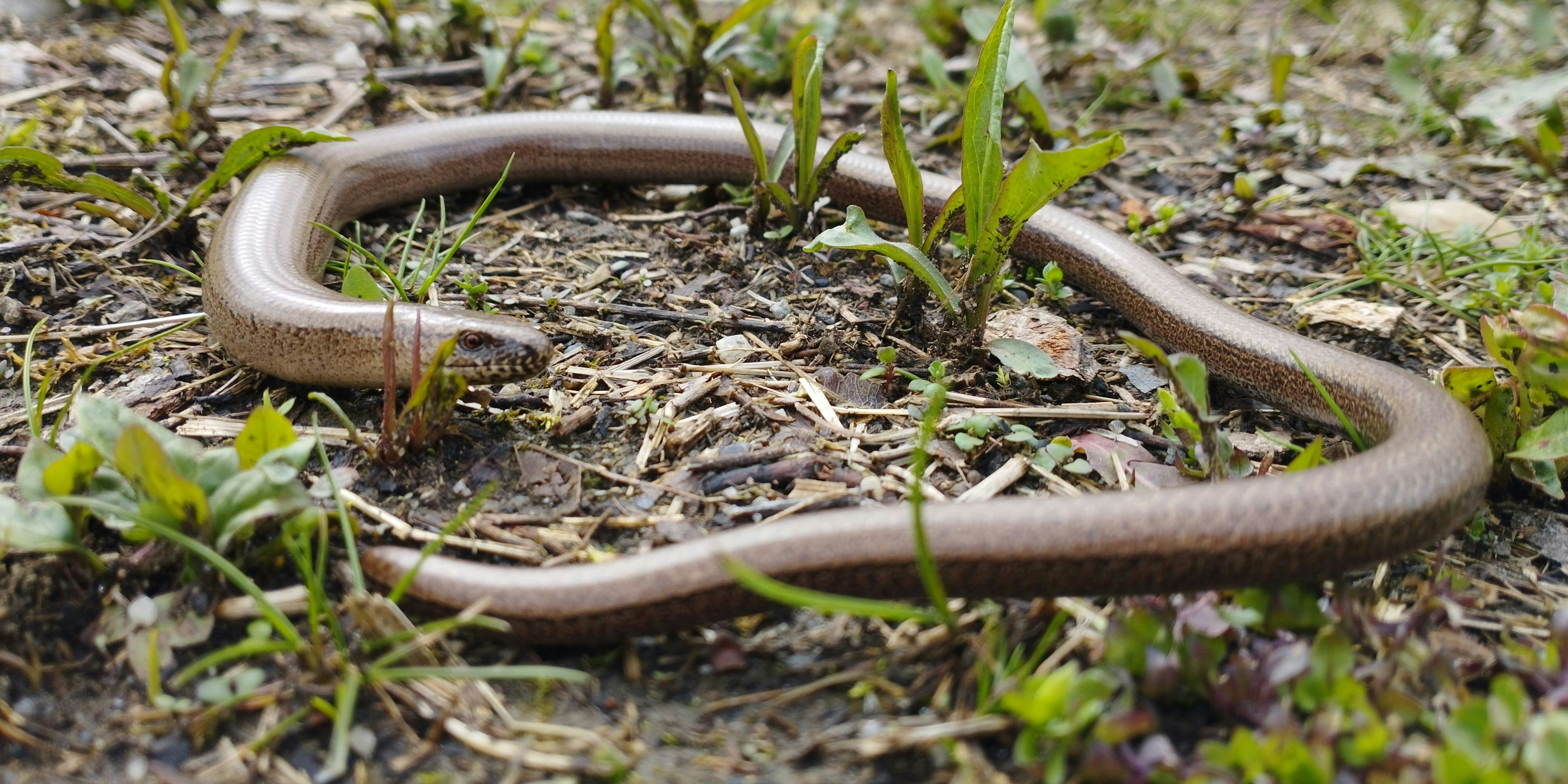 Auf diesem Bild erkennt man die Augen der "Blindschleiche" sehr genau!