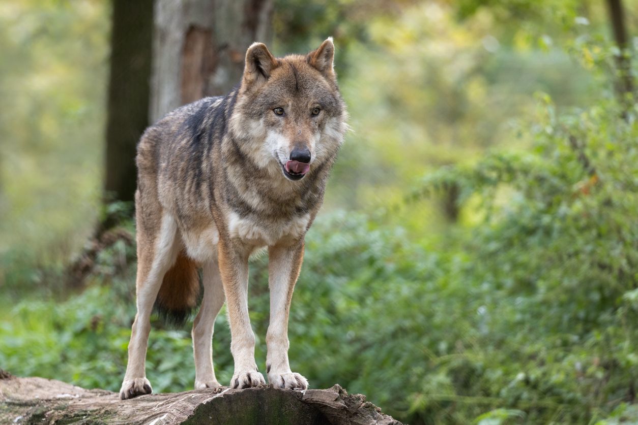 Ein Wolf soll im Mühlviertel in der Nacht auf Mittwoch elf Schafe gerissen haben. (Symbolbild)