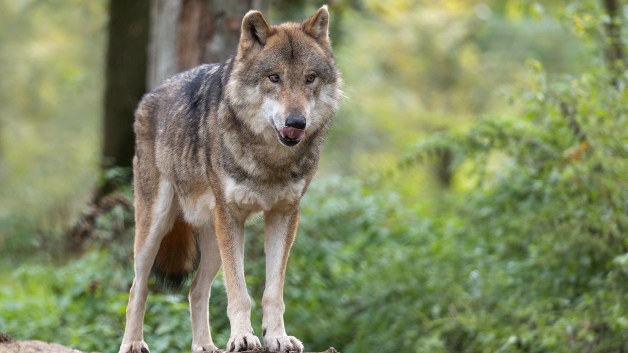 Heute.at - Elf Schafe tot – Wolf soll ganze Herde gerissen haben