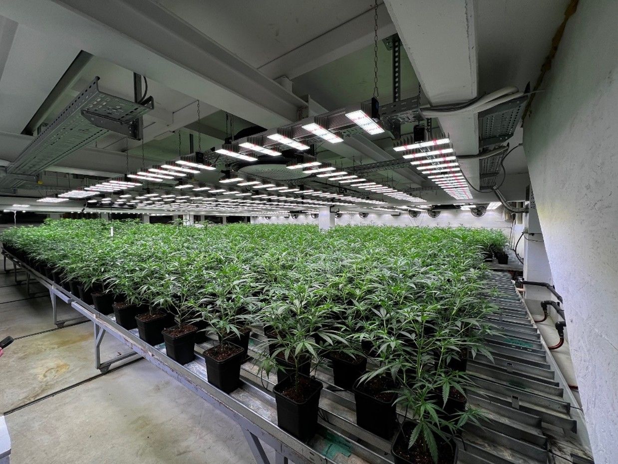 Der Verdächtige soll über mehrere Jahre hinweg Cannabiskraut erzeugt haben.