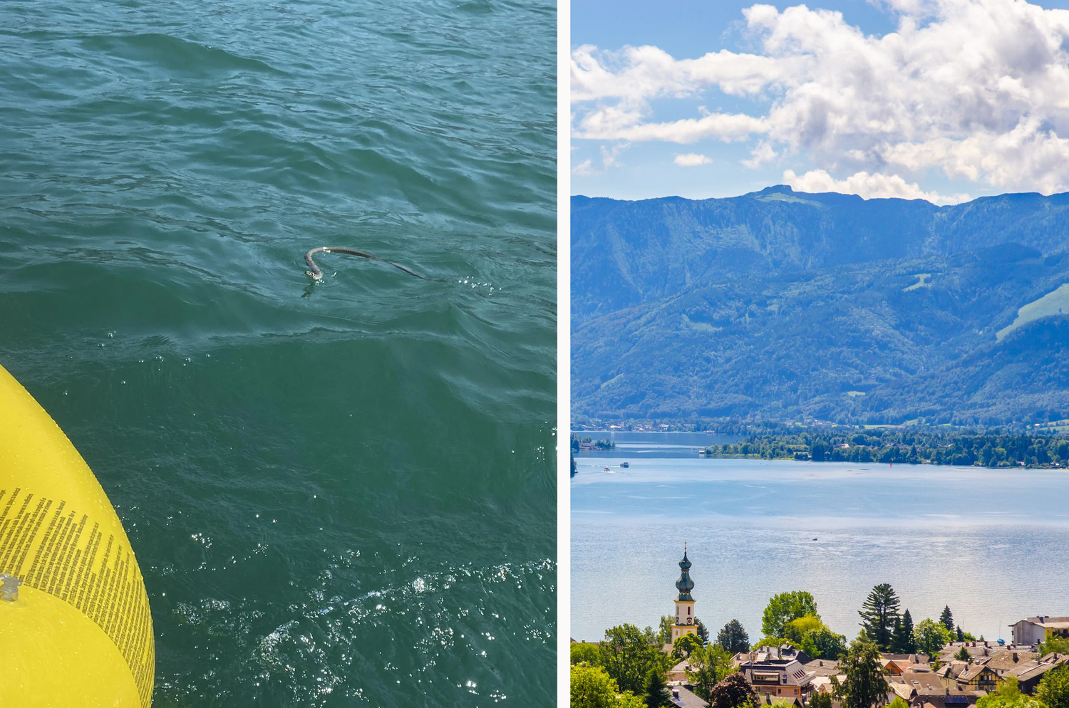 Ein etwas anderer Badegast tauchte im Wolfgangsee auf