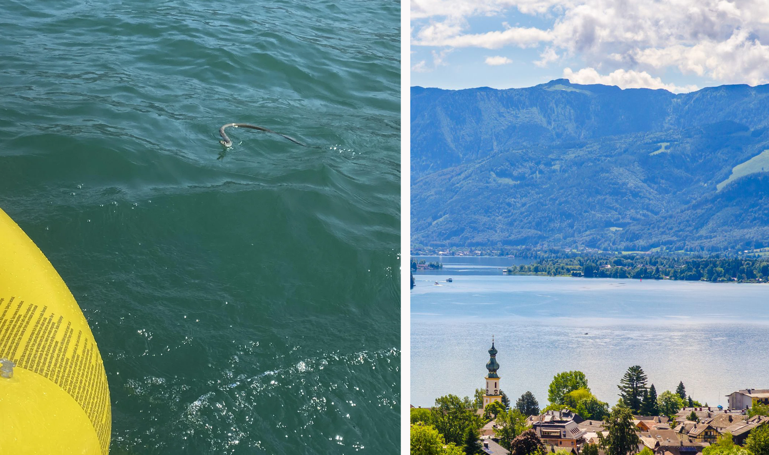 Heute.at - Schlange im Wolfgangsee – was man bisher weiß