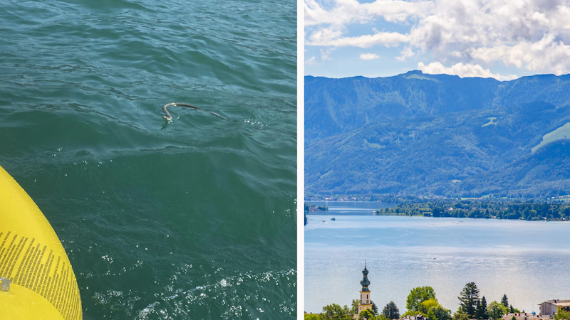 14.08.2025: <a data-li-document-ref="120124781" href="https://www.heute.at/s/schlange-im-wolfgangsee-was-man-bisher-weiss-120124781">Schlange im Wolfgangsee – was man bisher weiß</a>