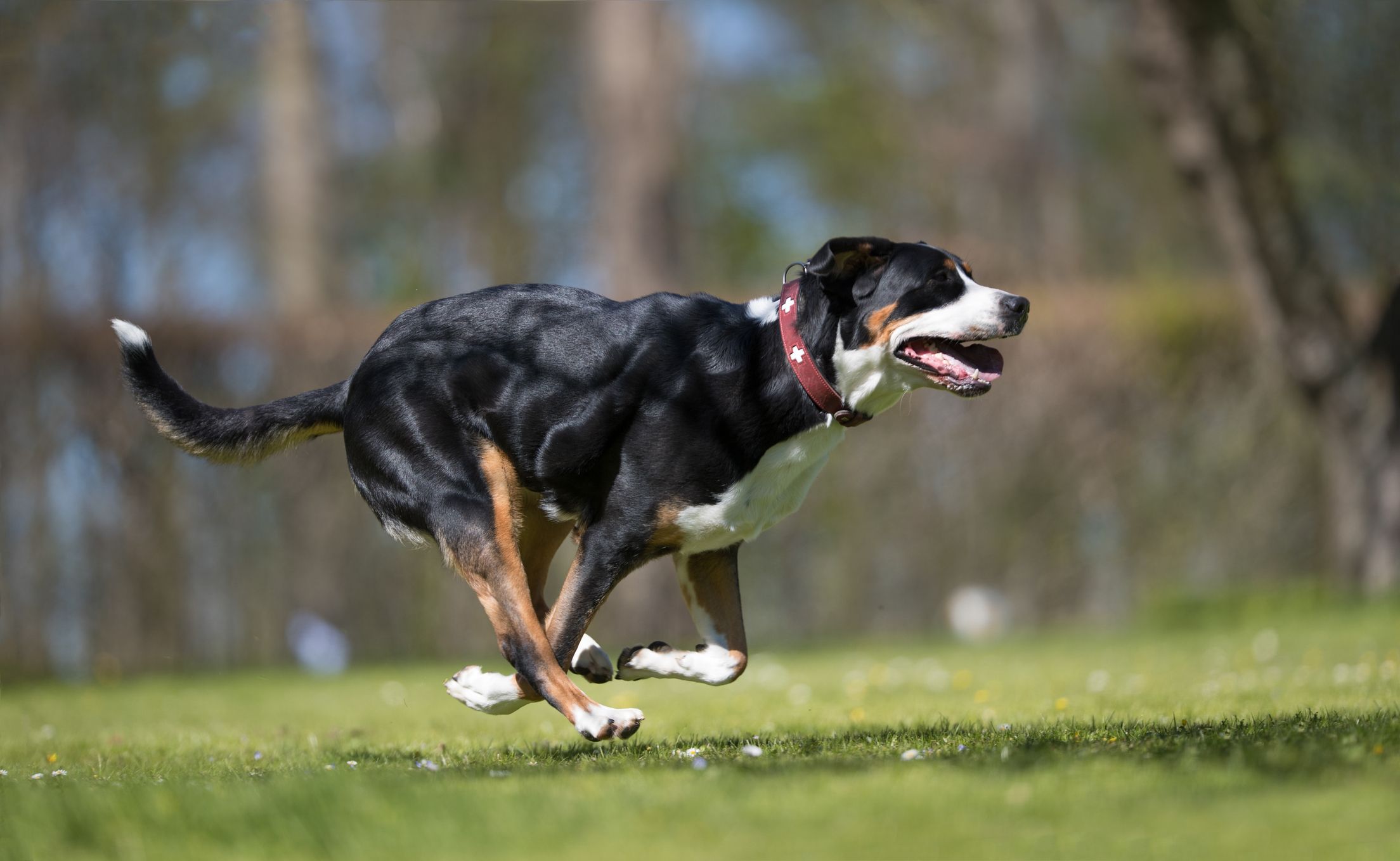 Der Entlebucher Sennenhund stürmte plötzlich auf die Fahrbahn. (Symbolbild)