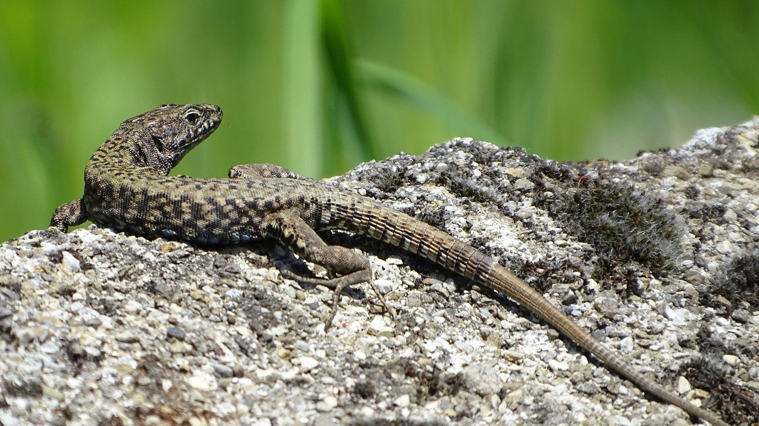 Die Mauereidechse mag es gerne warm. 