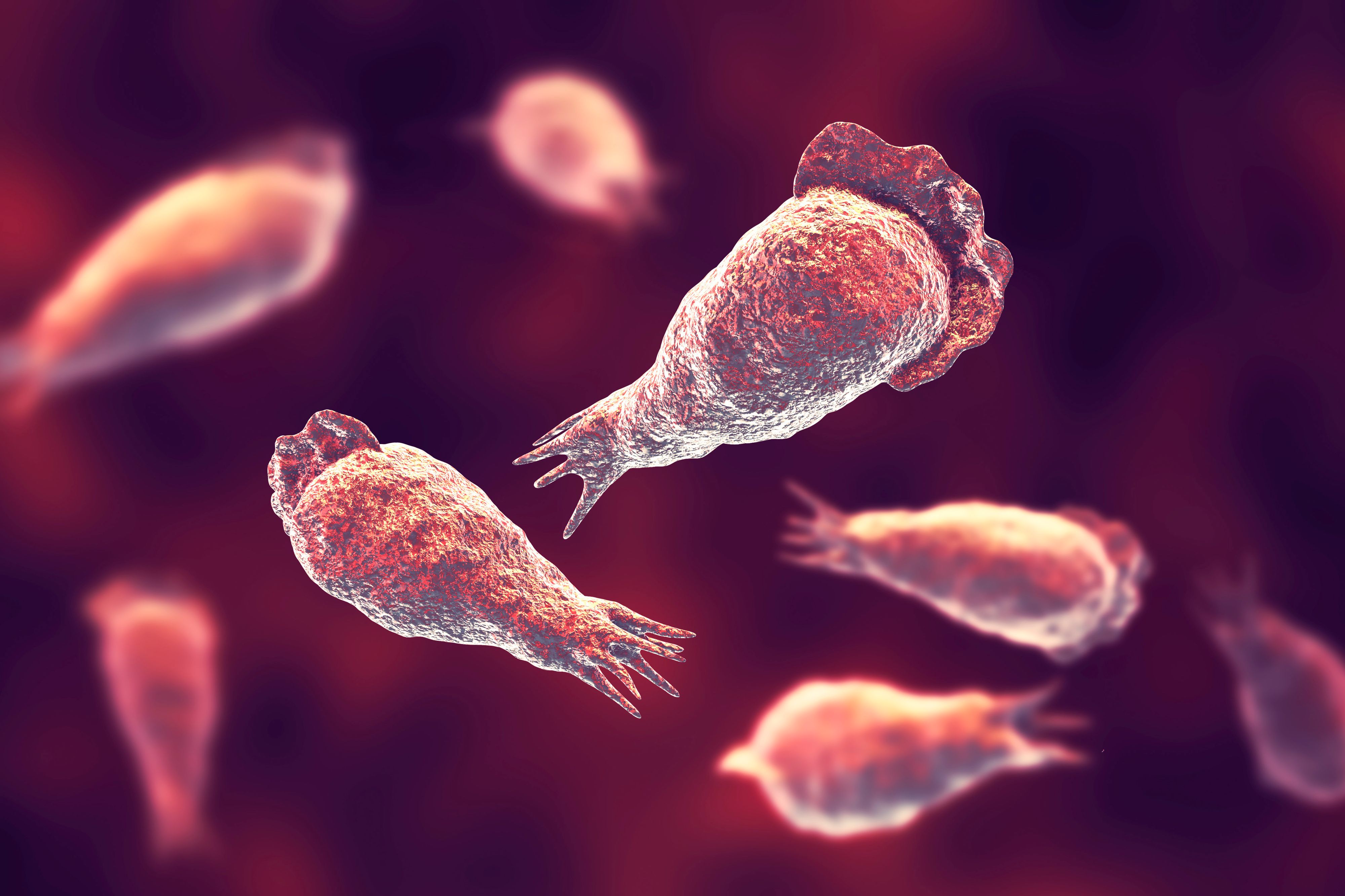 Eine Infektion mit der hirnfressenden Amöbe Naegleria fowleri endet häufig tödlich.