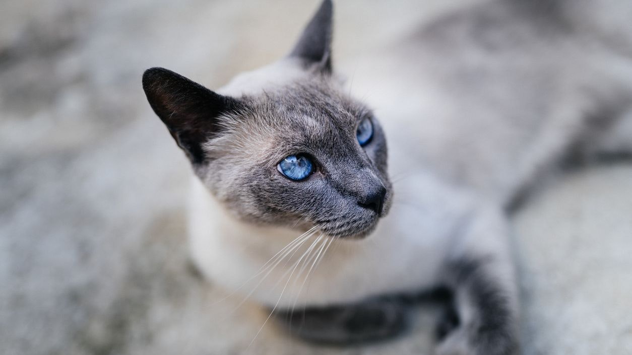 Heute.at - Diese Katzenrassen können plötzlich die Farbe ändern