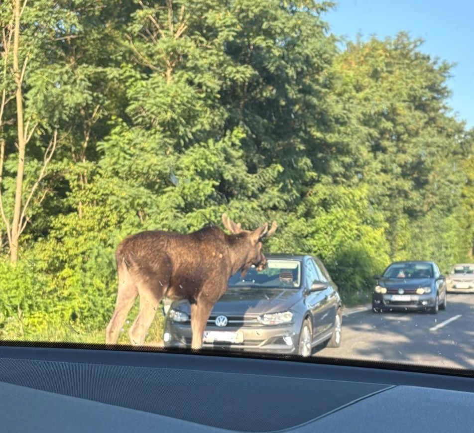 Heute.at - Hüpft der über das Auto? – So erlebte Lenker den Elch