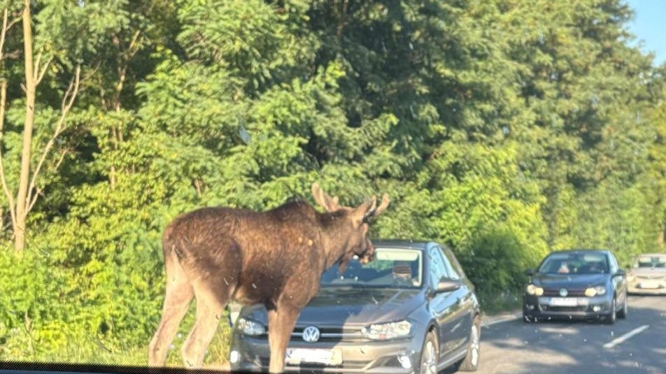 Heute.at - Hüpft der über das Auto? – So erlebte Lenker den Elch