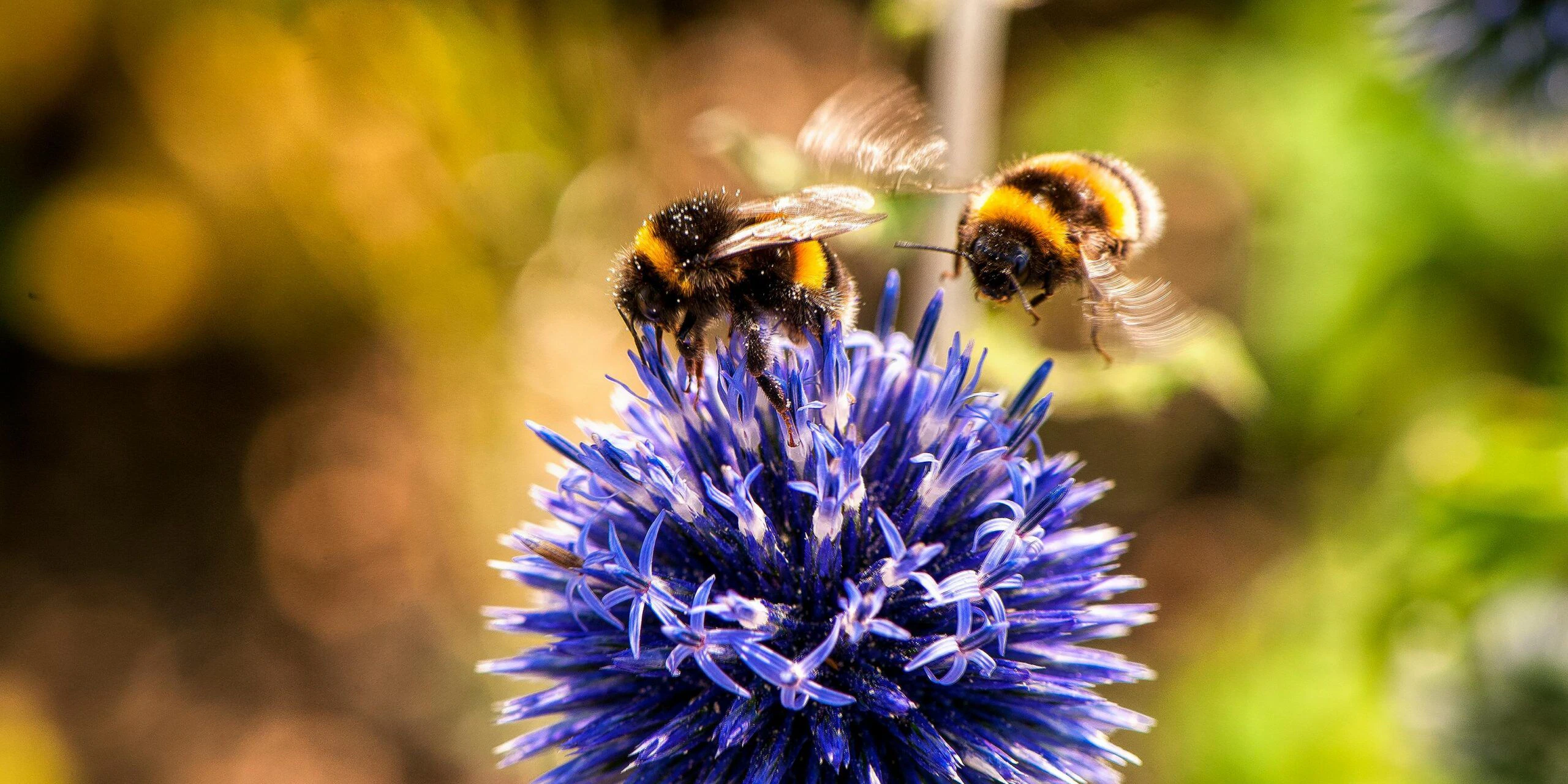 Die Wildbienen werden auch gerne mit kleineren Hummeln verwechselt, doch bei 700 Arten kann man sich auch unmöglich alle merken. 