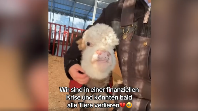 Heute.at - TikTok-Betrug: Hilf, sonst müssen die Tiere sterben