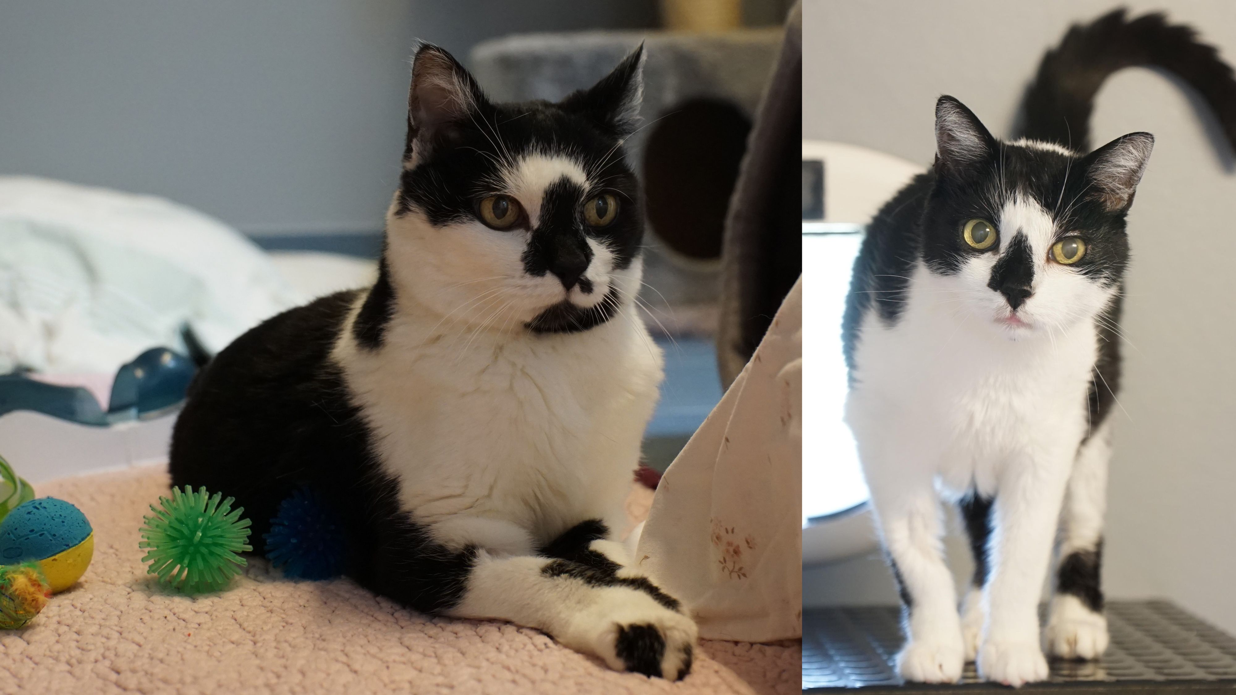 Nasi (links) und Fleckerl (rechts).