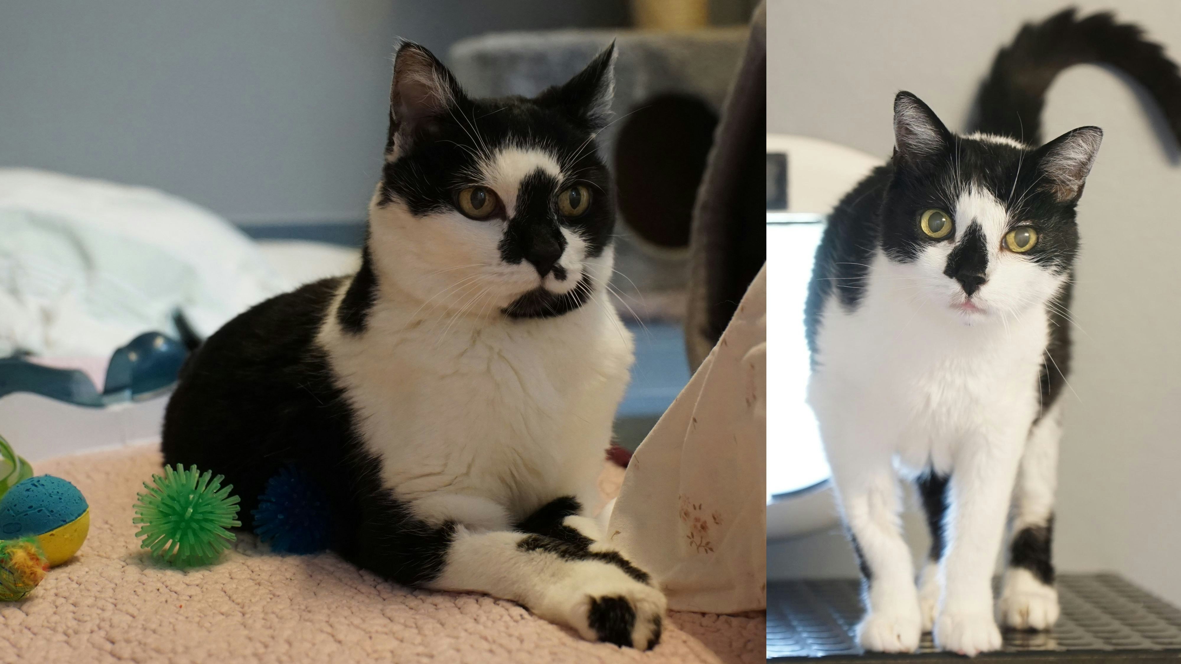 Heute.at - Nasi & Fleckerl suchen mit 15 Jahren ein neues Zuhause