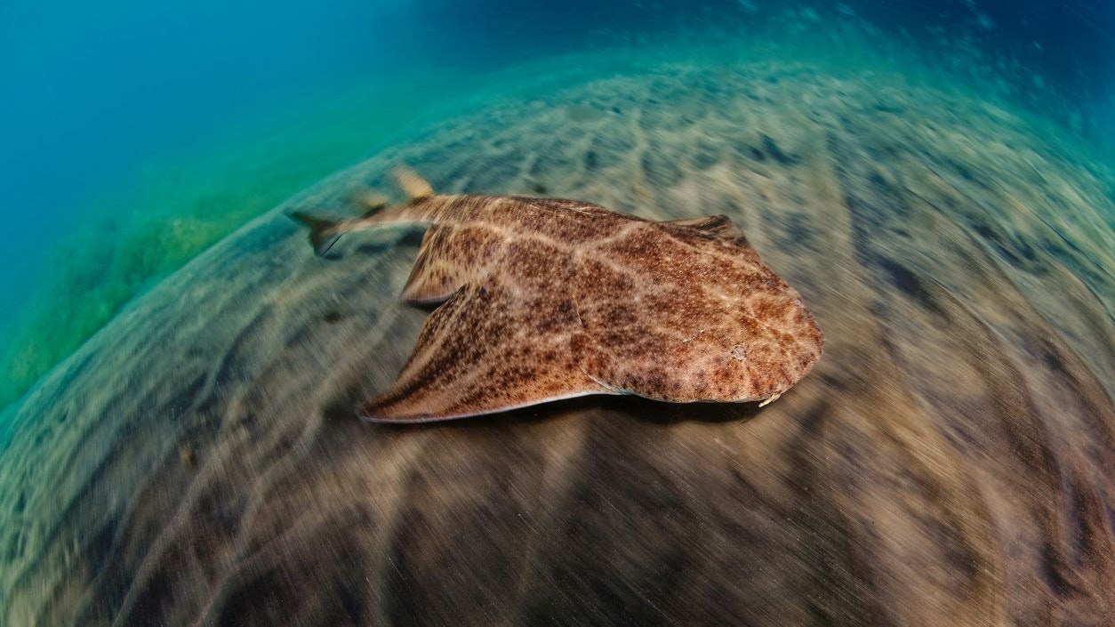 Heute.at - Dieser Hai ist wohl einer der letzten seiner Art