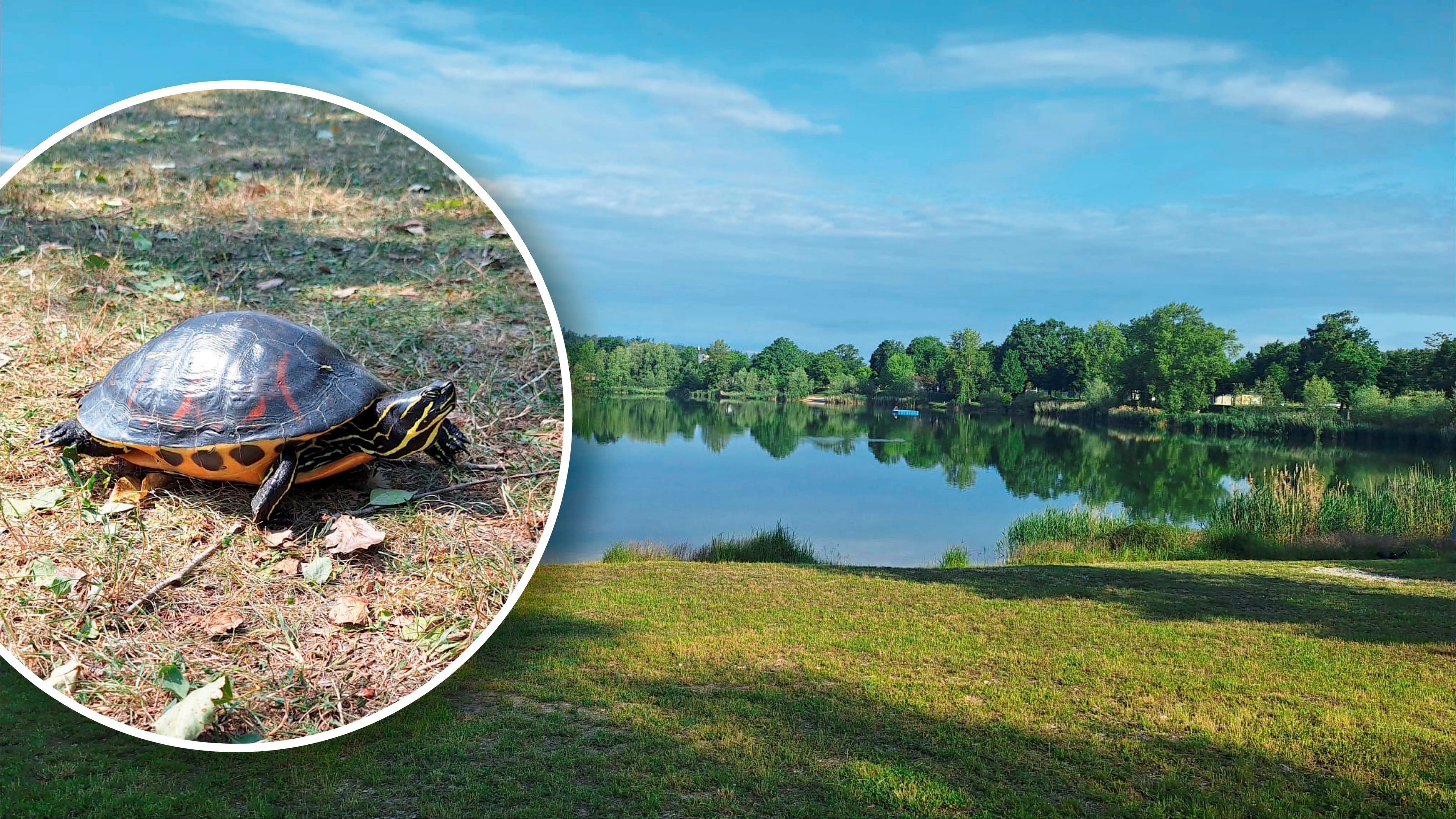 Die Schildkröte war im Frühsommer immer wieder am Pichlinger See zu sehen. Nun ist sie verschwunden.