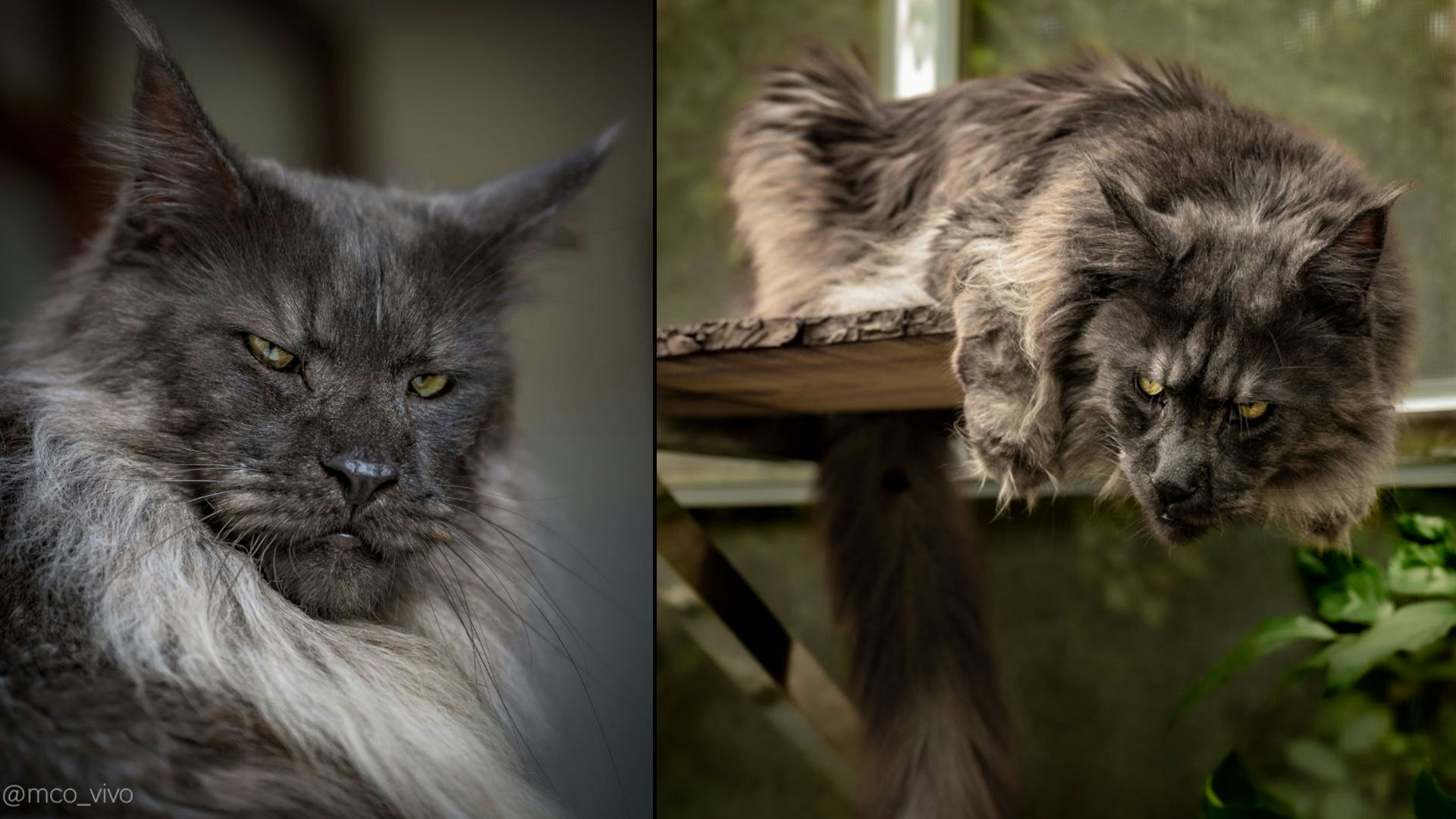 Heute.at - Diesem Kater möchte ich nicht im Dunkeln begegnen!