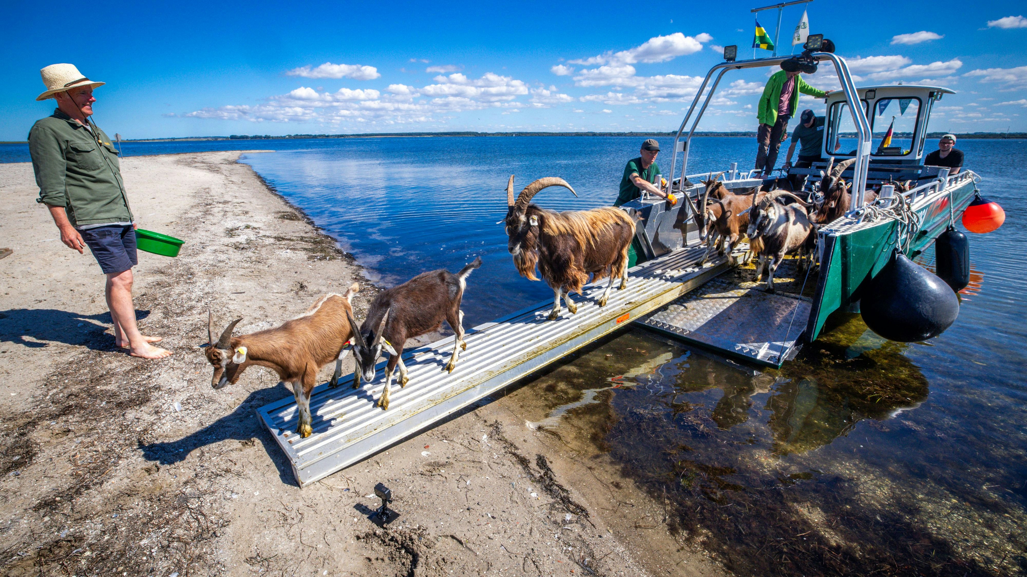 Um die Vegetation der Grünpflanzen gesund zu halten, werden immer wieder Ziegen oder Schafe zur Insel Walfisch gebracht. 