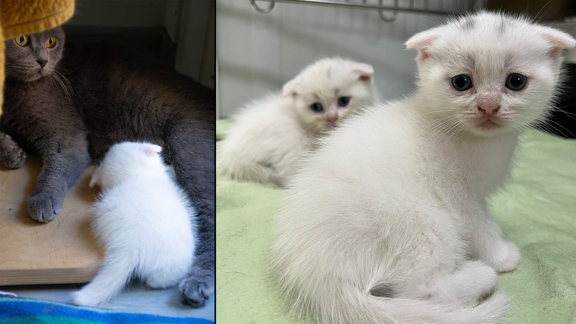 Für die kranken Katzenkinder wurden sehr verantwortungsvolle Halter gesucht.