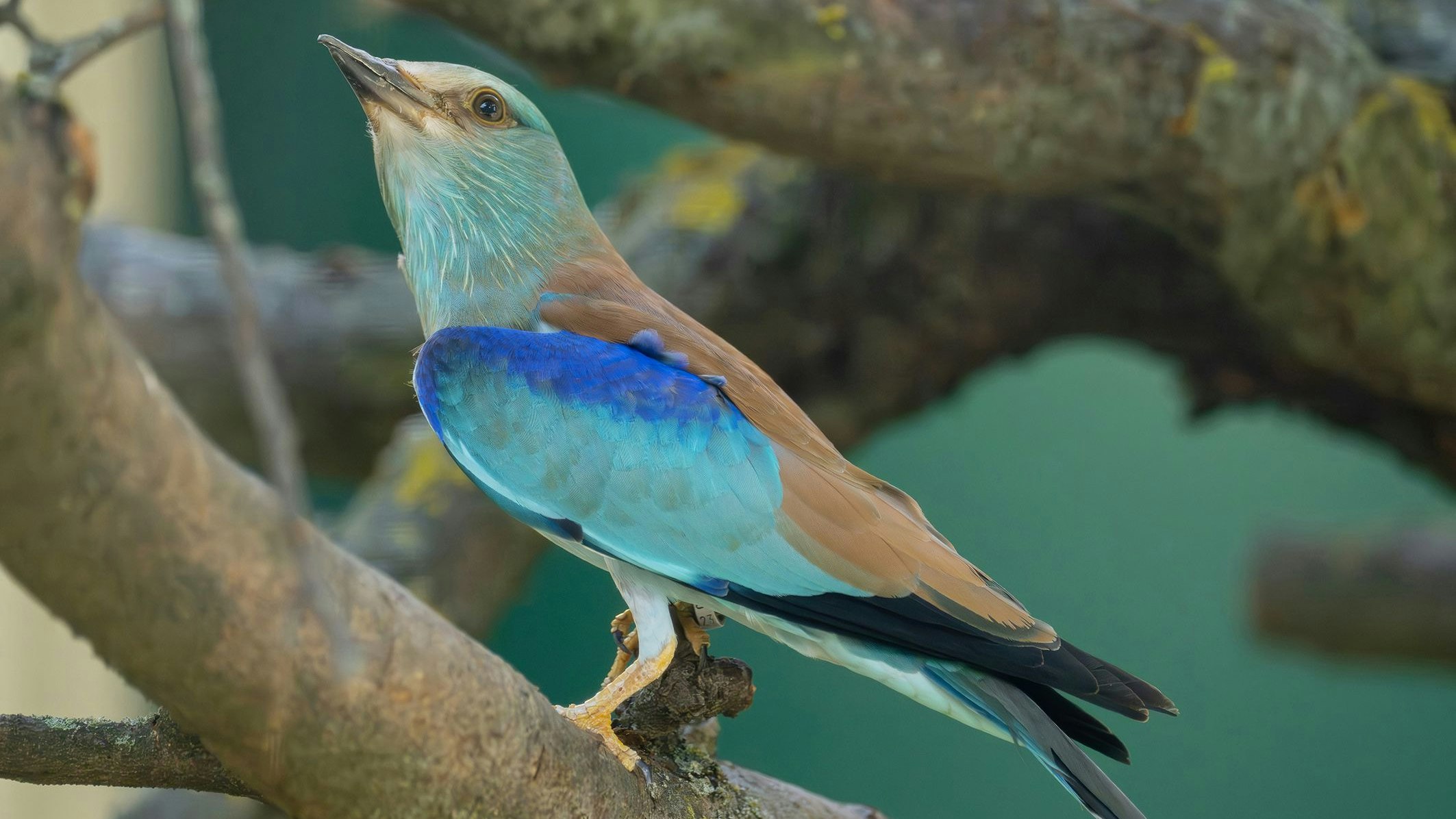 Blauracken haben in Österreich leider nur noch ein kleines Brutgebiet in der Südoststeiermark.