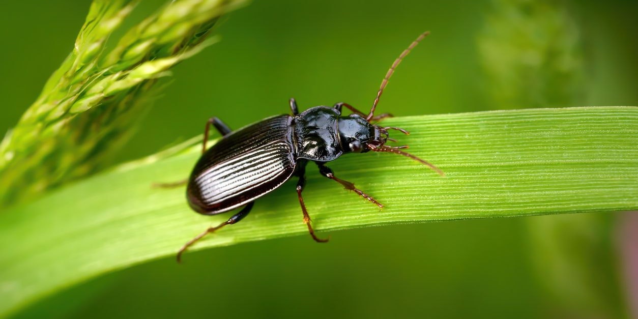 Die Familie der Laufkäfer packen das Problem an der Wurzel.