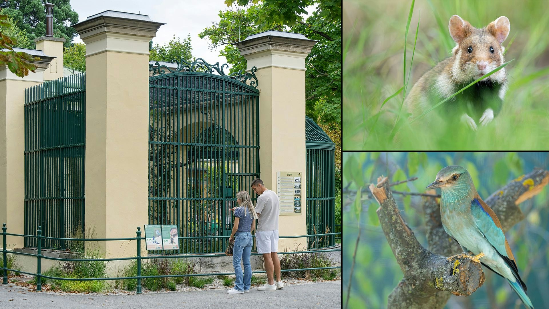Heute.at - Historischer Bärenkäfig in Schönbrunn hat neue Bewohner