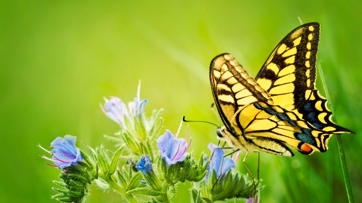 Der Schwalbenschwanz ist ein ganz besonderer Helfer im Garten. 