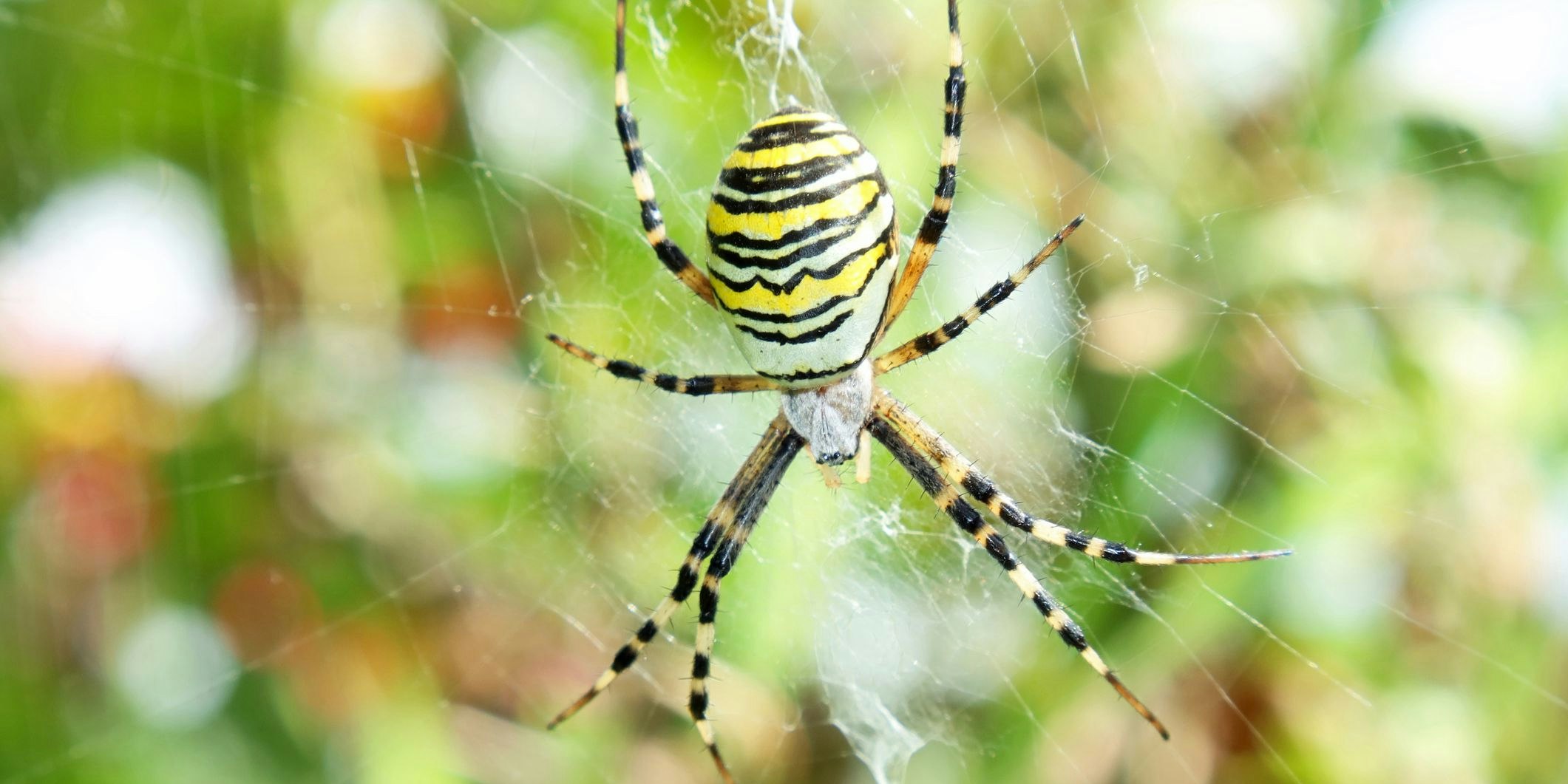 Die Wespenspinne ist sehr nützlich im eigenen Garten. 