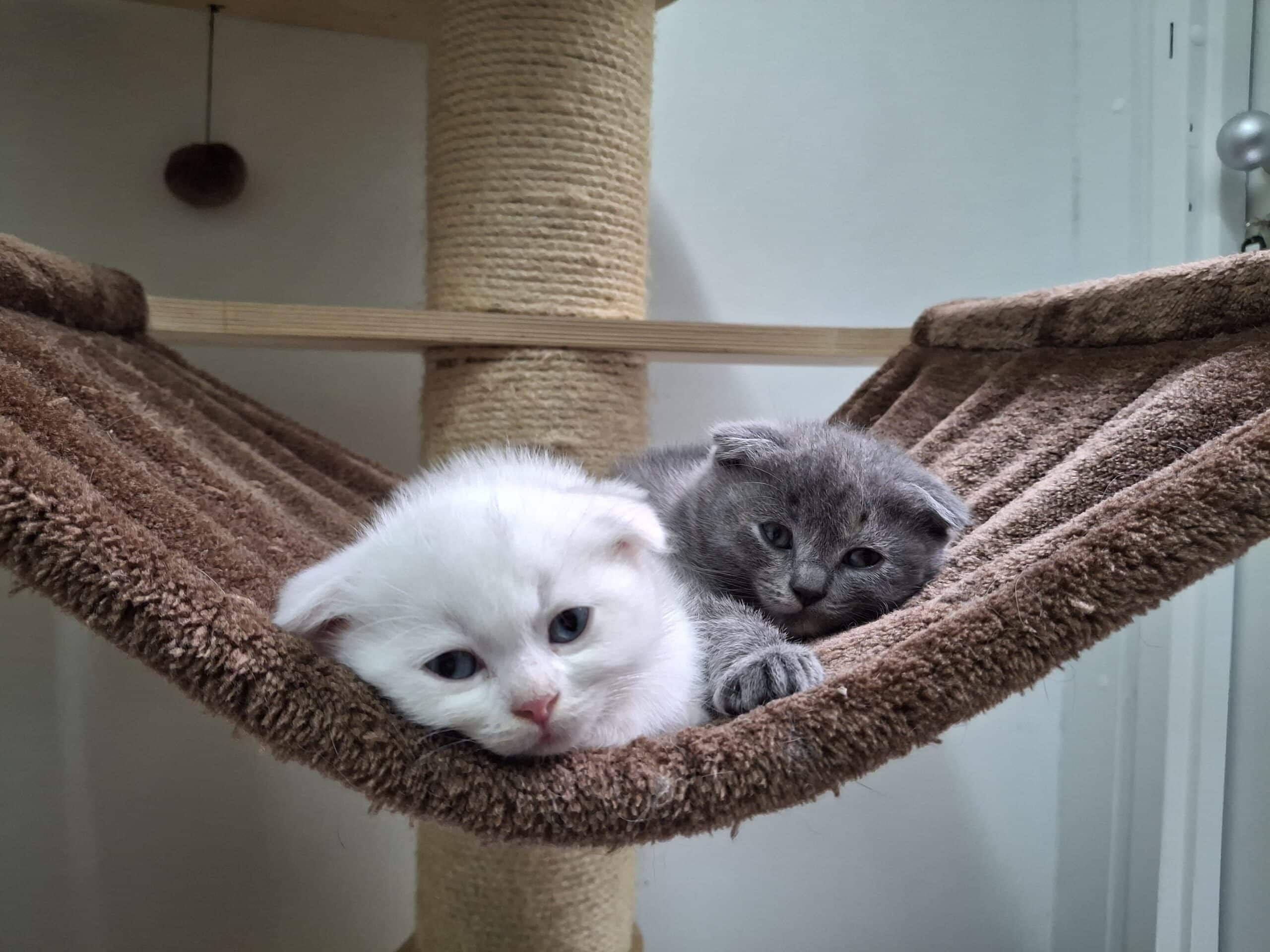 Es dauert nicht lange und die kleinen Butzis bekommen einen Meldezettel beim Tierarzt.