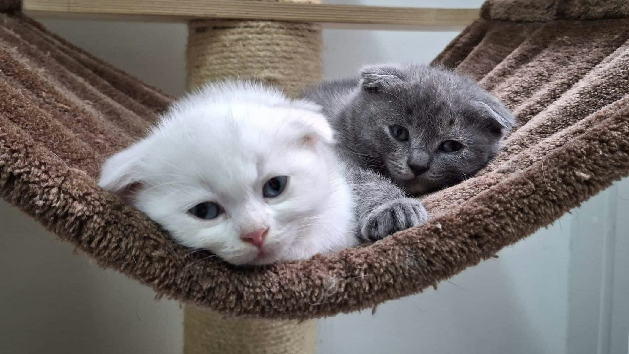 Heute.at - So niedlich und so krank – Leben voller Schmerzen!