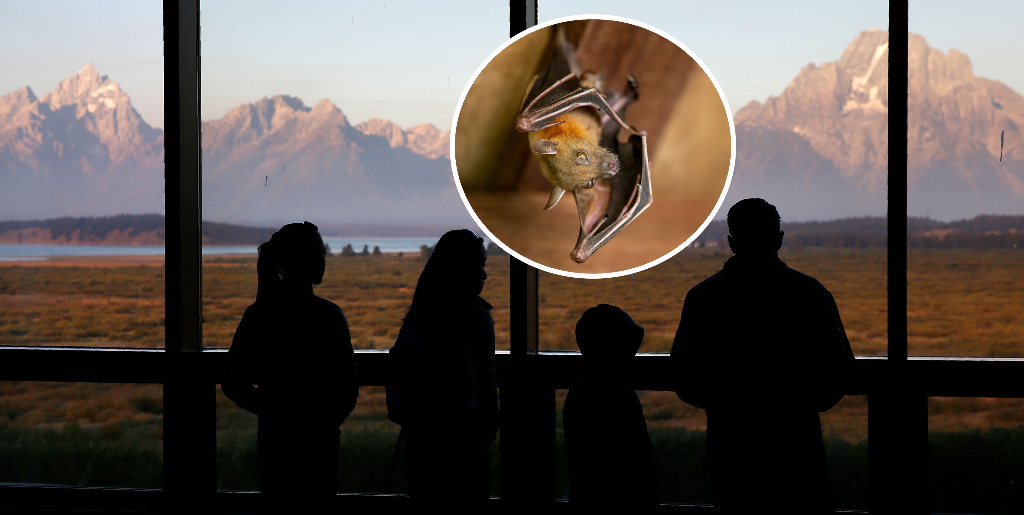 Fledermäuse können das tödliche Tollwutvirus übertragen.
