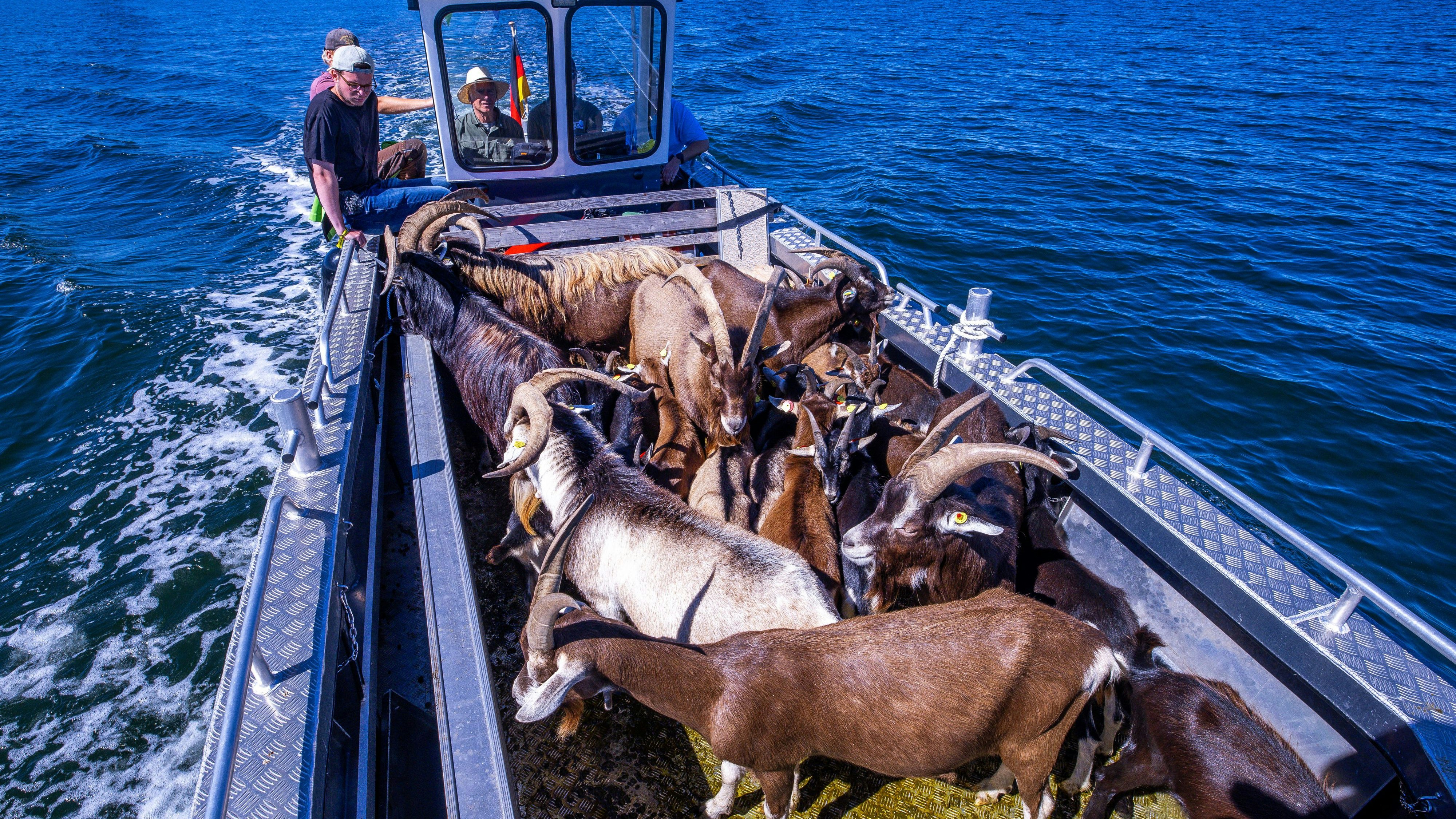 Heute.at - Vogelschutzinsel: 22 Ziegen beengt auf Arbeitsboot
