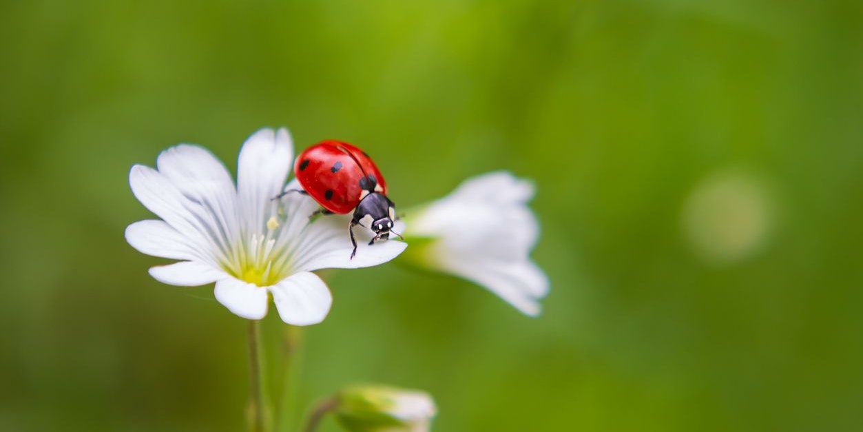 Der Marienkäfer ist wahrlich ein Glücksbringer. 
