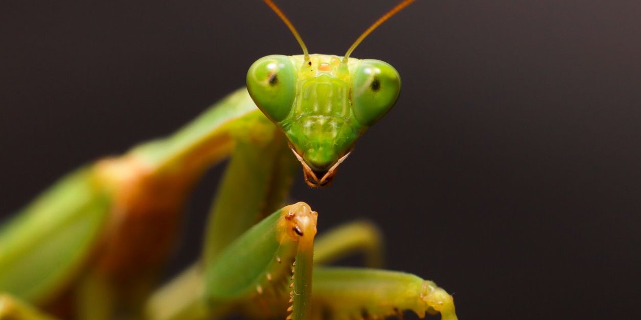 Die Gottesanbeterin sieht nicht nur gewitzt aus. 