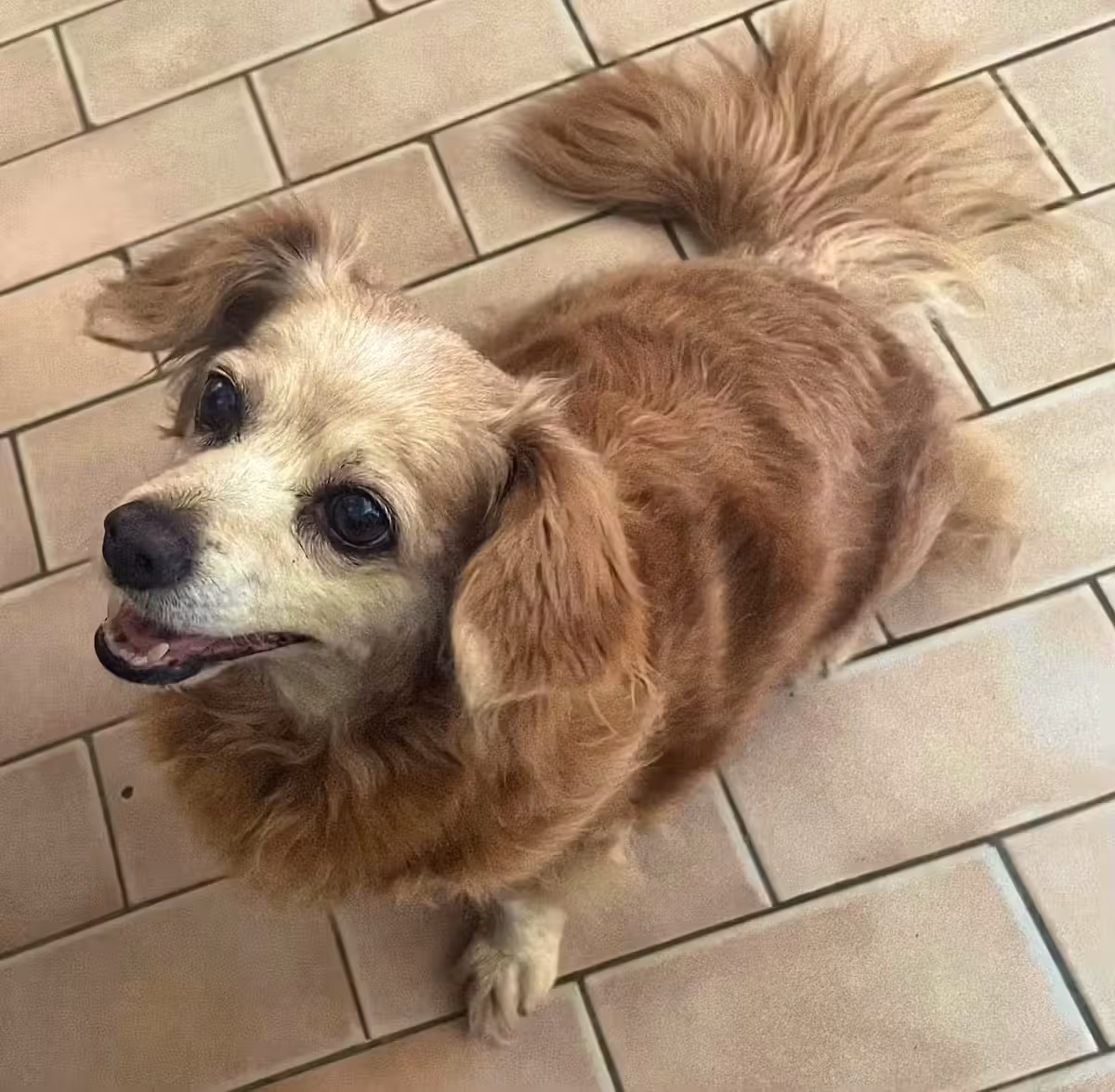 Eine Leserin wollte mit der Hündin ihres verstorbenen Vaters von Lissabon nach Genf fliegen.