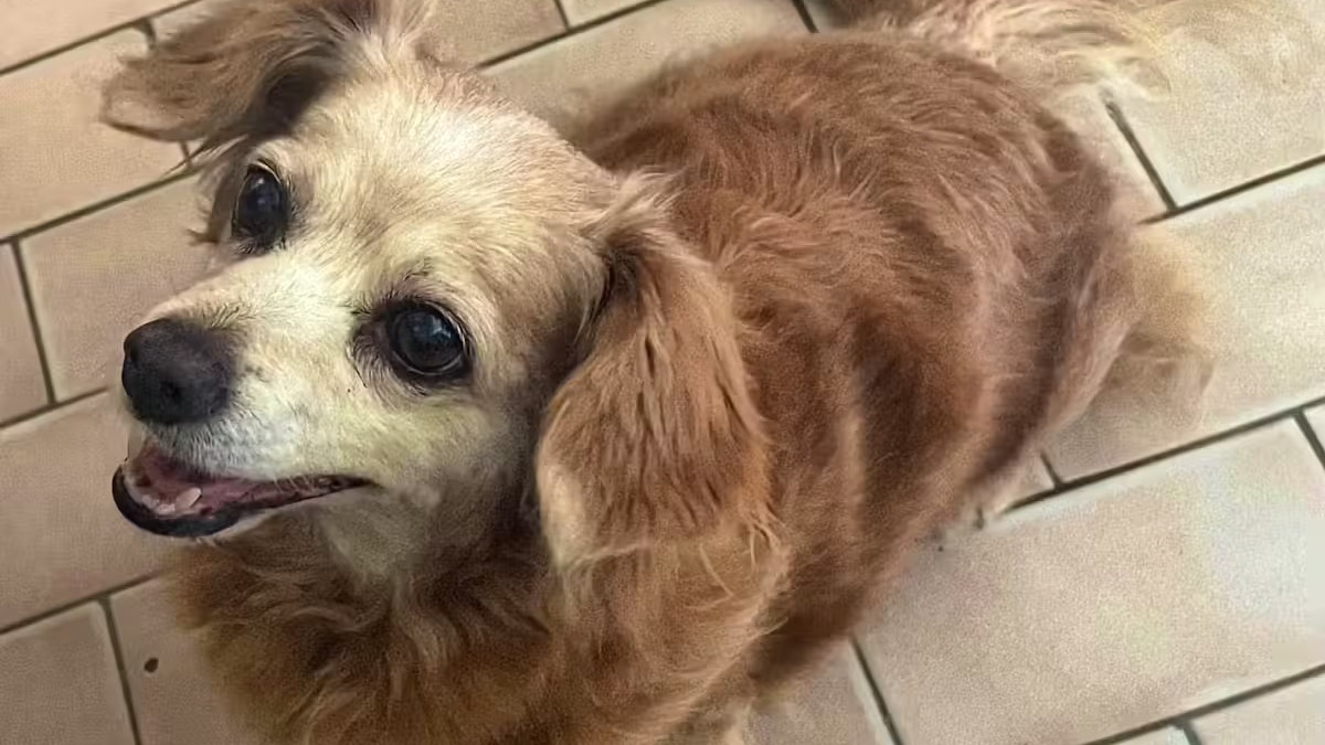 Heute.at - 200 Gramm zu schwer – Lolita sitzt am Flughafen fest