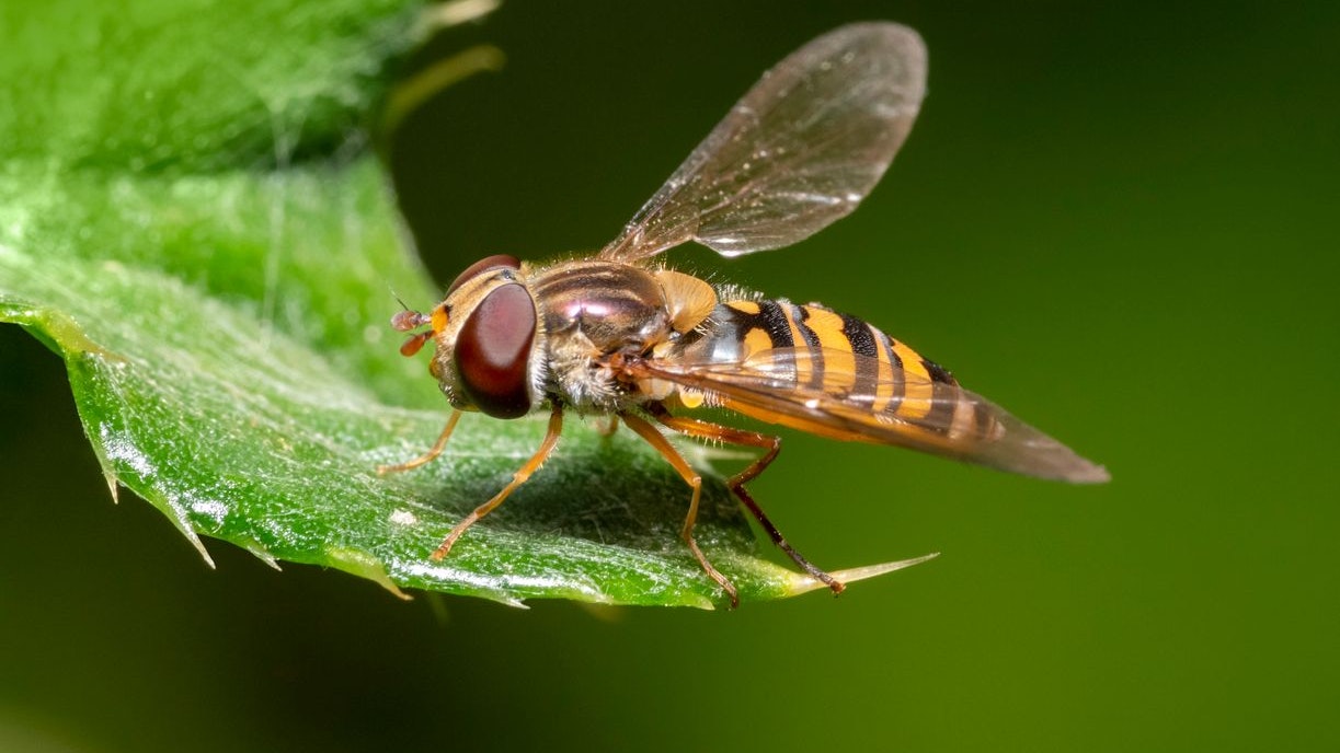 Schwebfliegen stechen nicht und sind für uns völlig harmlos.