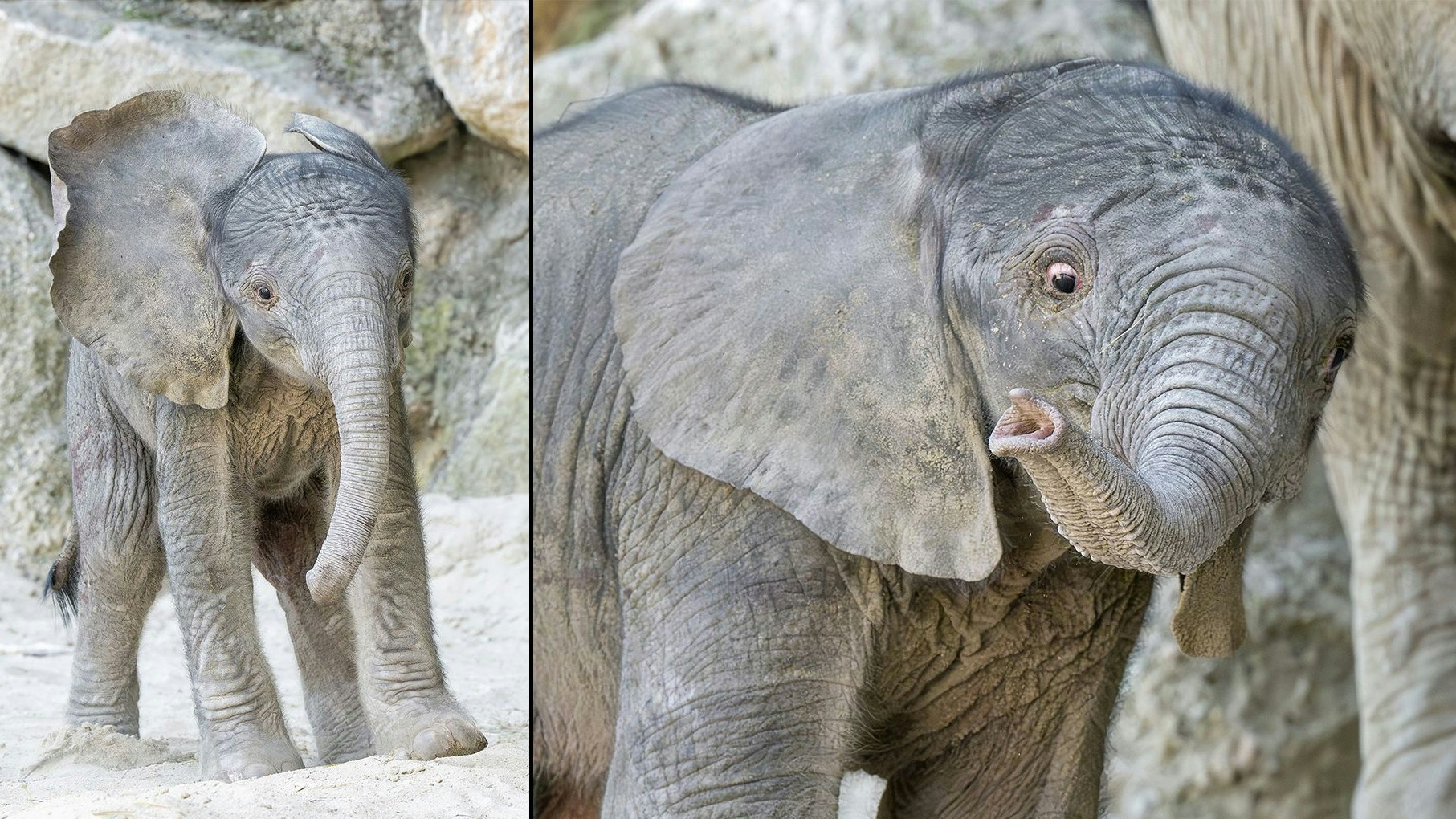 Nach einer anstrengenden Geburt darf einem schon einmal das niedliche Gesicht entgleisen. 