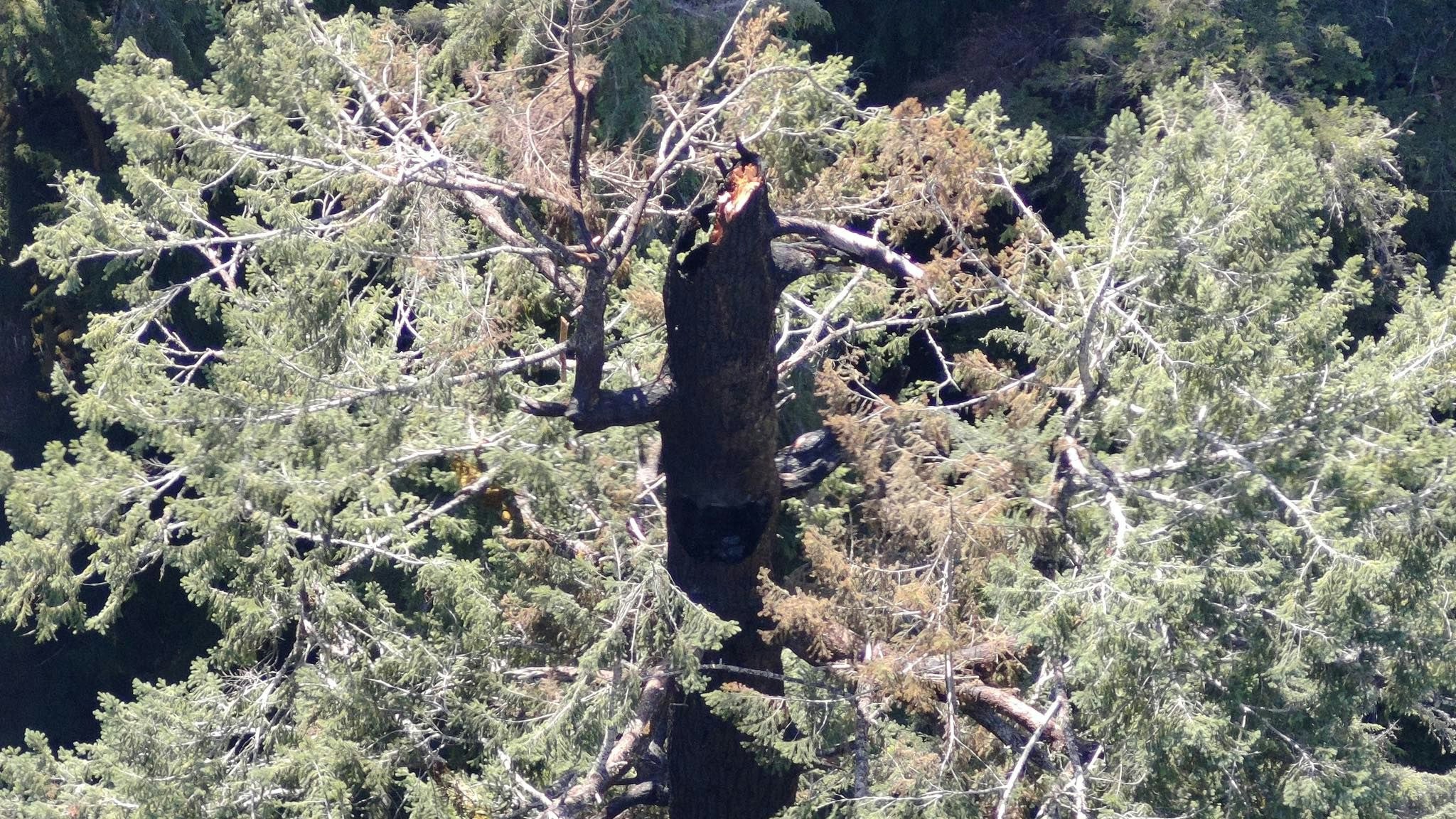 Heute.at - Riesenbaum brennt von innen aus – keiner weiß, wieso