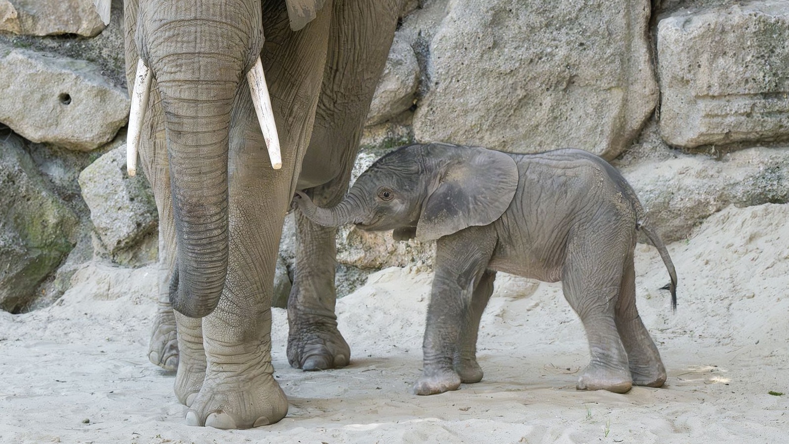Heute.at - In Schönbrunn hört man nun ein zartes Tööröööööö