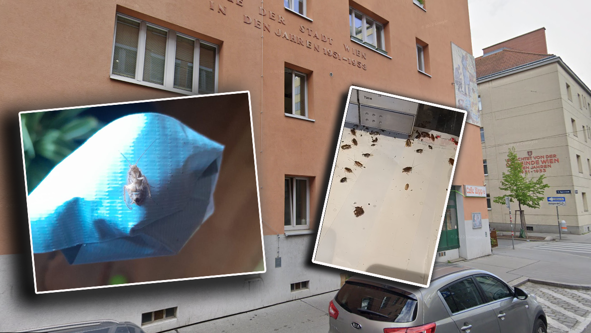 Heute.at - Krabbeln über Gesicht: Kakerlakenplage im Gemeindebau