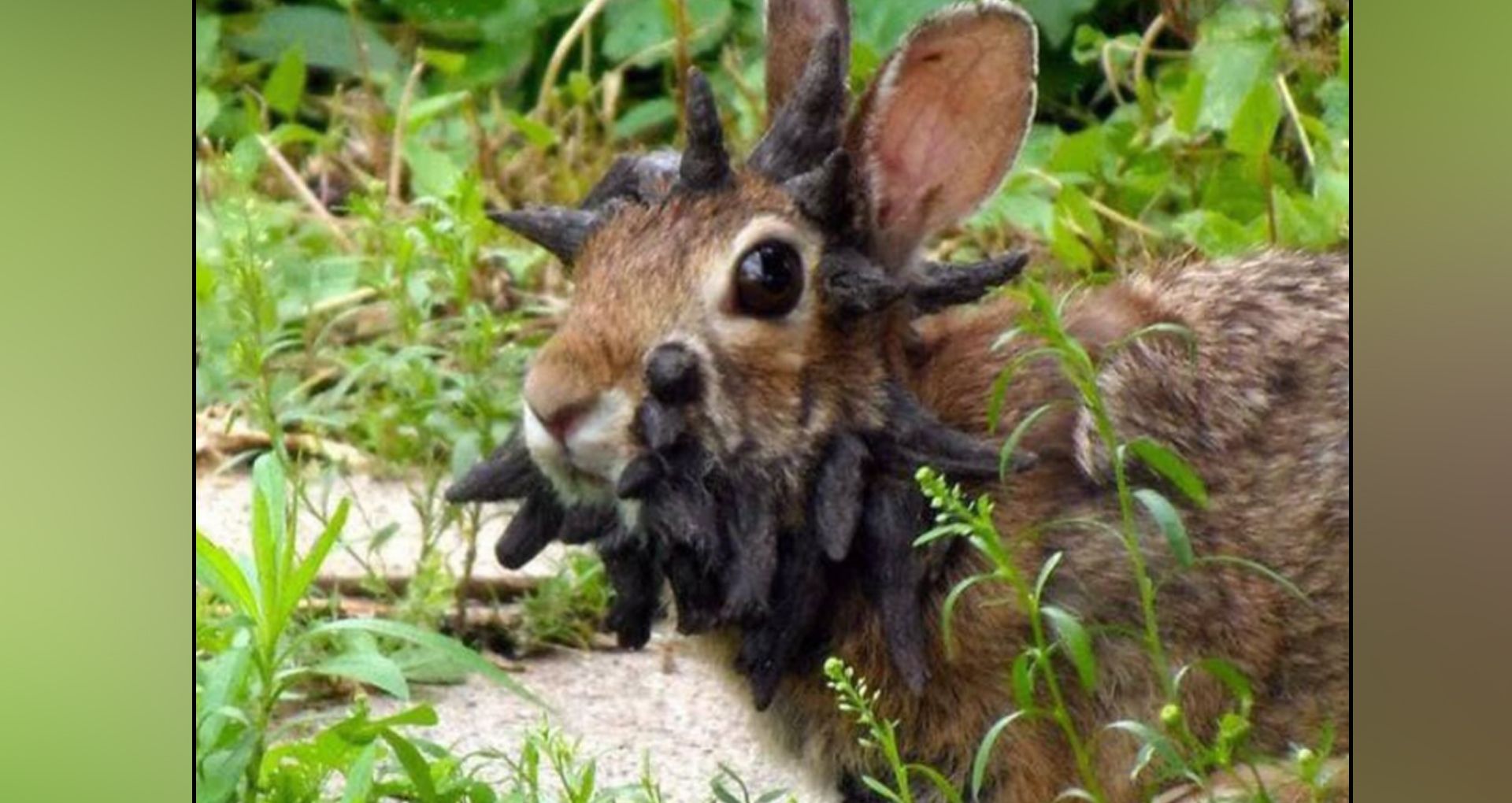 Solche Wucherungen bei einem Kaninchen in Colorado (USA) entstehen durch ein bestimmtes Virus.