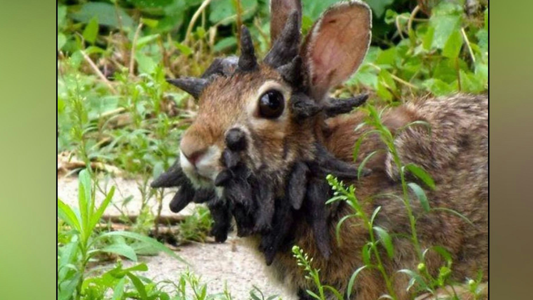 Heute.at - Kein Fabelwesen! Armes Kaninchen hat Hörner