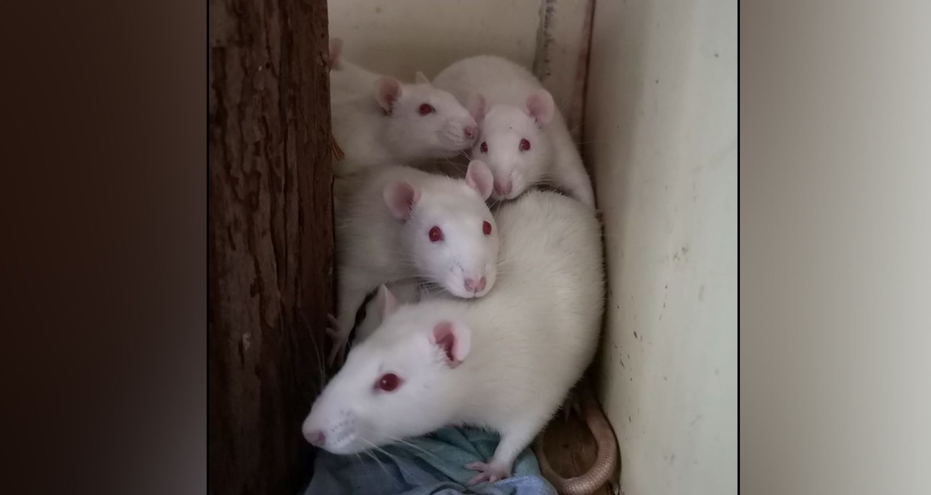 In Österreich werden jährlich rund 220.000 Tiere in Tierversuchen eingesetzt.